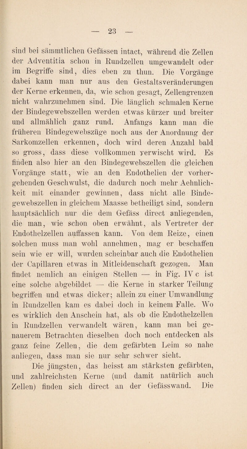 sind bei sämmtlichen Gefässen intact, während die Zellen der Adventitia schon in Eundzellen umgewandelt oder im Begriffe sind, dies eben zu thun. Die Vorgänge dabei kann man nur aus den Gestalts Veränderungen der Kerne erkennen, da, wie schon gesagt, Zellengrenzen nicht wahrzunehmen sind. Die länglich schmalen Kerne der Bindegewebszellen werden etwas kürzer und breiter und allmählich ganz rund. Anfangs kann man die früheren Bindegewebszüge noch aus der Anordnung der Sarkomzellen erkennen, doch wird deren Anzahl bald so gross, dass diese vollkommen verwischt wird. Es finden also hier an den Bindegewebszellen die gleichen Vorgänge statt, wie an den Endothelien der vorher¬ gehenden Geschwulst, die dadurch noch mehr Aehnlich- keit mit einander gewinnen, dass nicht alle Binde¬ gewebszellen in gleichem Maasse betheiligt sind, sondern hauptsächlich nur die dem Gefäss direct anliegenden, die man, wie schon oben erwähnt, als Vertreter der Endothelzellen auffassen kann. Von dem Beize, einen solchen muss man wohl annehmen, mag er beschaffen sein wie er will, wurden scheinbar auch die Endothelien der Capillaren etwas in Mitleidenschaft gezogen. Man findet nemlich an einigen Stellen — in Fig. IV c ist eine solche abgebildet —- die Kerne in starker Teilung begriffen und etwas dicker; allein zu einer Umwandlung in Bundzellen kam es dabei doch in keinem Falle. Wo es wirklich den Anschein hat, als ob die Endothelzellen in Bundzellen verwandelt wären, kann man bei ge¬ nauerem Betrachten dieselben doch noch entdecken als ganz feine Zellen, die dem gefärbten Leim so nahe anliegen, dass man sie nur sehr schwer sieht. Die jüngsten, das heisst am stärksten gefärbten, und zahlreichsten Kerne (und damit natürlich auch Zellen) finden sich direct an der Gefässwand. Die