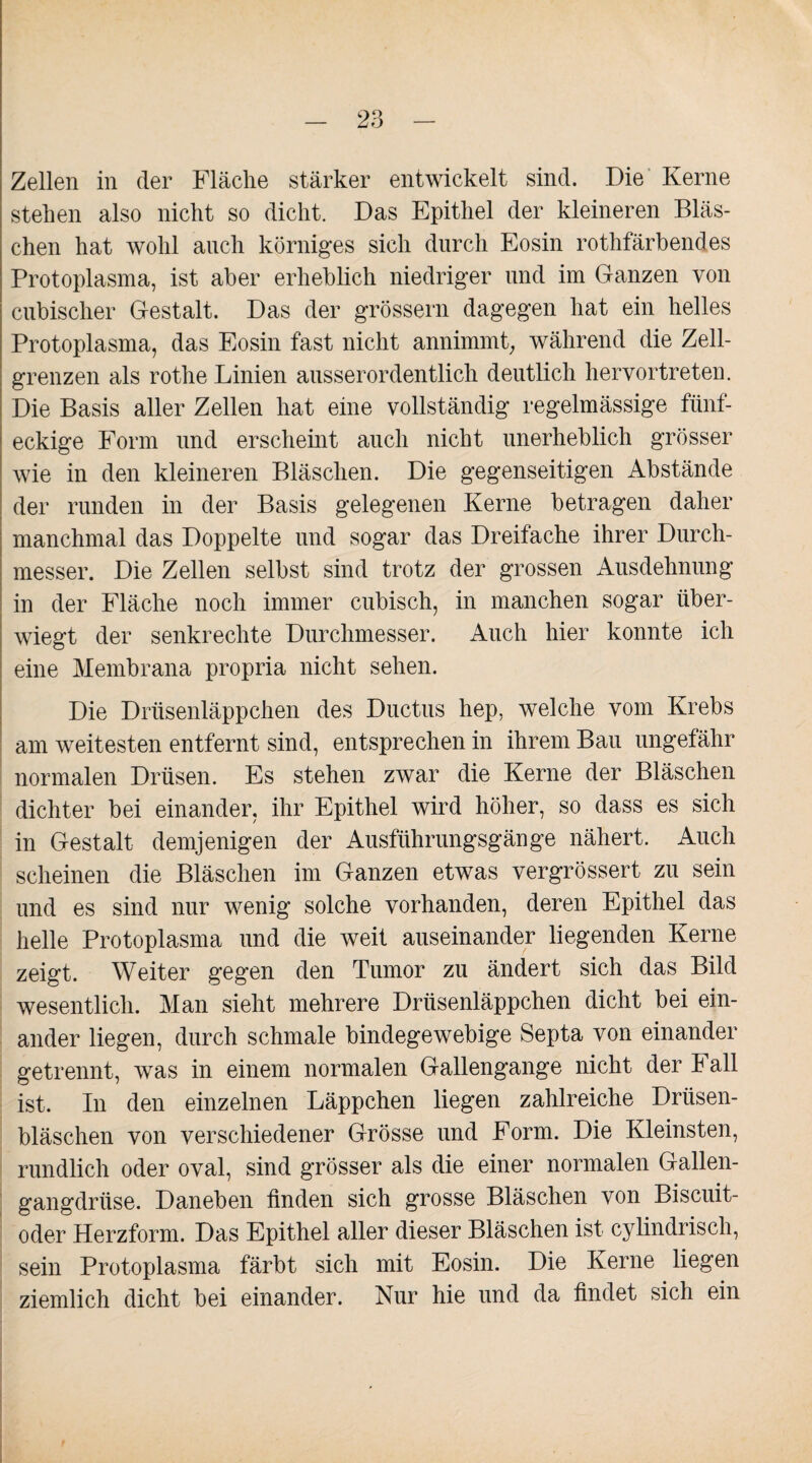 Zellen in der Fläche stärker entwickelt sind. Die Kerne stehen also nicht so dicht. Das Epithel der kleineren Bläs¬ chen hat wohl auch körniges sich durch Eosin rothfärbendes Protoplasma, ist aber erheblich niedriger und im Ganzen von cubischer Gestalt. Das der grossem dagegen hat ein helles Protoplasma, das Eosin fast nicht annimmt, während die Zell¬ grenzen als rothe Linien ausserordentlich deutlich hervortreten. Die Basis aller Zellen hat eine vollständig regelmässige fünf¬ eckige Form und erscheint auch nicht unerheblich grösser wie in den kleineren Bläschen. Die gegenseitigen Abstände der runden in der Basis gelegenen Kerne betragen daher manchmal das Doppelte und sogar das Dreifache ihrer Durch¬ messer. Die Zellen selbst sind trotz der grossen Ausdehnung in der Fläche noch immer cubisch, in manchen sogar über¬ wiegt der senkrechte Durchmesser. Auch hier konnte ich eine Membrana propria nicht sehen. Die Drüsenläppchen des Ductus hep, welche vom Krebs am weitesten entfernt sind, entsprechen in ihrem Bau ungefähr normalen Drüsen. Es stehen zwar die Kerne der Bläschen dichter bei einander, ihr Epithel wird höher, so dass es sich in Gestalt demjenigen der Ausführungsgänge nähert. Auch scheinen die Bläschen im Ganzen etwas vergrössert zu sein und es sind nur wenig solche vorhanden, deren Epithel das helle Protoplasma und die weit auseinander liegenden Kerne zeigt. Weiter gegen den Tumor zu ändert sich das Bild wesentlich. Man sieht mehrere Drüsenläppchen dicht bei ein¬ ander liegen, durch schmale bindegewebige Septa von einander getrennt, was in einem normalen Gallengange nicht der Fall ist. In den einzelnen Läppchen liegen zahlreiche Drüsen¬ bläschen von verschiedener Grösse und Form. Die Kleinsten, rundlich oder oval, sind grösser als die einer normalen Gallen- gangdrüse. Daneben finden sich grosse Bläschen von Biscuit- oder Herzform. Das Epithel aller dieser Bläschen ist cylindrisch, sein Protoplasma färbt sich mit Eosin. Die Kerne liegen ziemlich dicht bei einander. Nur hie und da findet sich ein