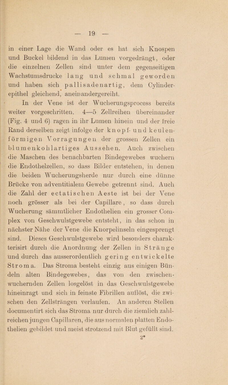 in einer Lage die Wand oder es hat sich Knospen und Buckel bildend in das Lumen vorgedrängt, oder die einzelnen Zellen sind unter dem gegenseitigen Wachstumsdrucke lang und schmal geworden und haben sich pallisadenartig, dem Cylinder- * epithel gleichend, aneinandergereiht. In der Vene ist der Wucherungsprocess bereits weiter vorgeschritten, 4—5 Zellreihen übereinander (Fig. 4 und 6) ragen in ihr Lumen hinein und der freie Rand derselben zeigt infolge der knöpf- und keulen¬ förmigen V o r ra g u n g e n der grossen Zellen ein blumenkohlartiges Aussehen. Auch zwischen die Maschen des benachbarten Bindegewebes wuchern die Endothelzellen, so dass Bilder entstehen, in denen die beiden Wucherungsherde nur durch eine dünne Brücke von adventitialem Gewebe getrennt sind. Auch die Zahl der ectatisehen Aeste ist bei der Vene noch grösser als bei der Capillare, so dass durch Wucherung sämmtlicher Endothelien ein grosser Com- plex von Geschwulstgewebe entsteht, in das schon in nächster Nähe der Vene die Knorpelinseln eingesprengt sind. Dieses Geschwulstgewebe wird besonders charak- terisirt durch die Anordnung der Zellen in Stränge und durch das ausserordentlich gering entwickelte Stroma. Das Stroma besteht einzig aus einigen Bün¬ deln alten Bindegewebes, das von den zwischen- wuchernden Zellen losgelöst in das Geschwulstgewebe hineinragt und sich in feinste Fibrillen auflöst, die zwi¬ schen den Zellsträngen verlaufen. An anderen Stellen documentirt sich das Stroma nur durch die ziemlich zahl¬ reichenjungen Capillaren, die aus normalen platten Endo¬ thelien gebildet und meist strotzend mit Blut gefüllt sind. 2*