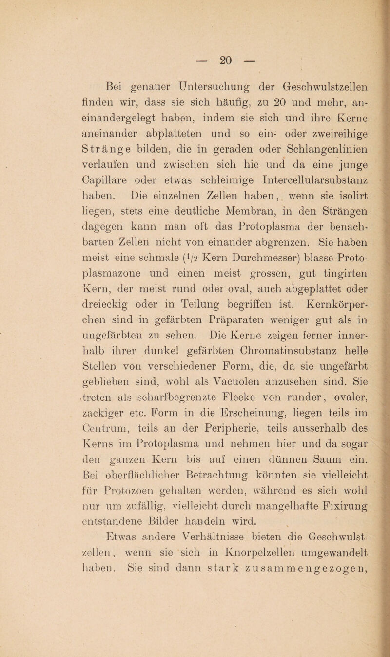 Bei genauer Untersuchung der Geschwulstzellen finden wir, dass sie sich häufig, zu 20 und mehr, an¬ einandergelegt haben, indem sie sich und ihre Kerne aneinander abplatteten und so ein- oder zweireihige Stränge bilden, die in geraden oder Schlangenlinien t • verlaufen und zwischen sich hie und da eine junge Capillare oder etwas schleimige Intercellularsubstanz haben. Die einzelnen Zellen haben, wenn sie isolirt liegen, stets eine deutliche Membran, in den Strängen dagegen kann man oft das Protoplasma der benach¬ barten Zellen nicht von einander abgrenzen. Sie haben meist eine schmale (*/2 Kern Durchmesser) blasse Proto¬ plasmazone und einen meist grossen, gut tingirten Kern, der meist rund oder oval, auch abgeplattet oder dreieckig oder in Teilung begriffen ist. Kernkörper¬ chen sind in gefärbten Präparaten weniger gut als in ungefärbten zu sehen. Die Kerne zeigen ferner inner¬ halb ihrer dunkel gefärbten Chromatinsubstanz helle Stellen von verschiedener Form, die, da sie ungefärbt geblieben sind, wohl als Vacuolen anzusehen sind. Sie •treten als scharfbegrenzte Flecke von runder, ovaler, zackiger etc. Form in die Erscheinung, liegen teils im Centrum, teils an der Peripherie, teils ausserhalb des Kerns im Protoplasma und nehmen hier und da sogar den ganzen Kern bis auf einen dünnen Saum ein. Bei oberflächlicher Betrachtung könnten sie vielleicht für Protozoen gehalten werden, während es sich wohl nur um zufällig, vielleicht durch mangelhafte Fixirung entstandene Bilder handeln wird. Etwas andere Verhältnisse bieten die Geschwulst- zellen, wenn sie sich in Knorpelzellen umgewandelt haben. Sie sind dann stark zusammengezogen,