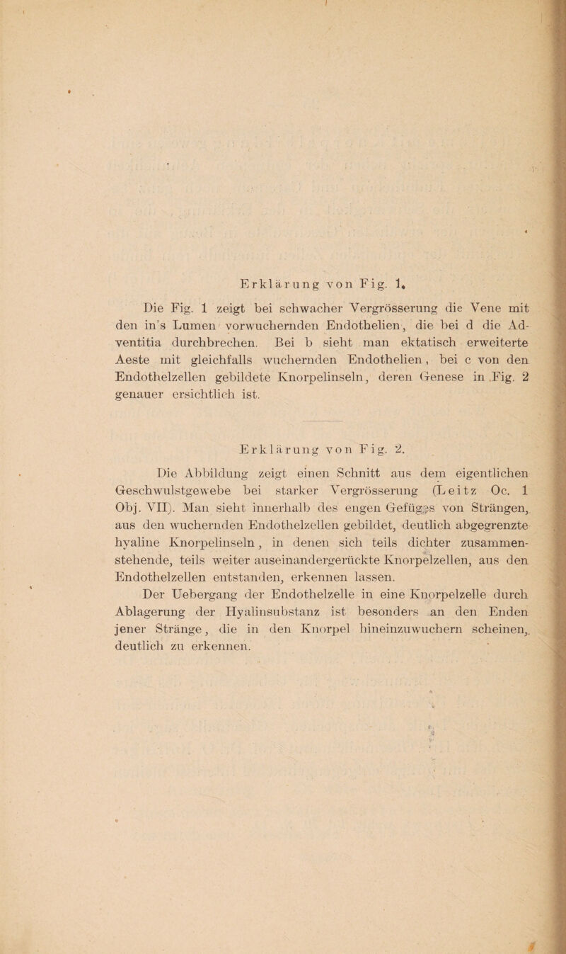Erklärung von Fig. 1# Die Fig. 1 zeigt bei schwacher Vergrösserung die Vene mit den in’s Lumen vorwuchernden Endothelien, die bei d die Ad- ventitia durchbrechen. Bei b sieht man ektatisch erweiterte Aeste mit gleichfalls wuchernden Endothelien, bei c von den Endothelzellen gebildete Knorpelinseln, deren Genese in .Fig. 2 genauer ersichtlich ist. Erklärung von Fig. 2. Die Abbildung zeigt einen Schnitt aus dem eigentlichen Geschwulstgewebe bei starker Vergrösserung (Leitz Oc. 1 Obj. VII). Man sieht innerhalb des engen Gefüges von Strängen, aus den wuchernden Endothelzellen gebildet, deutlich abgegrenzte hyaline Knorpelinseln, in denen sich teils dichter zusammen- stehende, teils weiter auseinandergerückte Knorpelzellen, aus den Endothelzellen entstanden, erkennen lassen. Der Uebergang der Endothelzelle in eine Knorpelzelle durch Ablagerung der Hyalinsubstanz ist besonders an den Enden jener Stränge, die in den Knorpel hineinzuwuchern scheinen,, deutlich zu erkennen. r. *