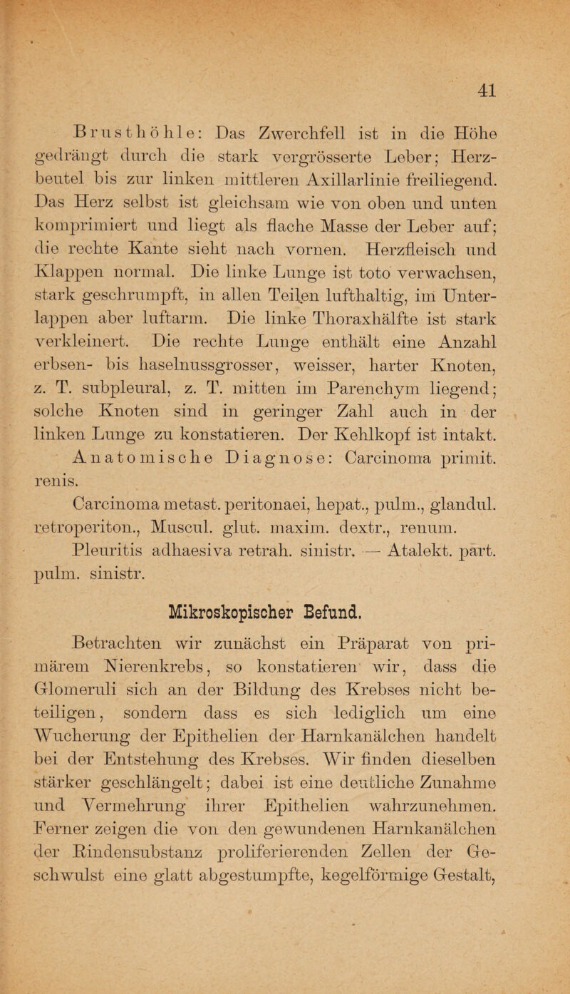 Brusthöhle: Das Zwerchfell ist in die Höhe gedrängt durch die stark vergrösserte Leber; Herz¬ beutel bis zur linken mittleren Axillarlinie freiliegend. Das Herz selbst ist gleichsam wie von oben und unten komprimiert und liegt als flache Masse der Leber auf; die rechte Kante sieht nach vornen. Herzfleisch und Klappen normal. Die linke Lunge ist toto verwachsen, stark geschrumpft, in allen Teilen lufthaltig, im Unter¬ lappen aber luftarm. Die linke Thoraxhälfte ist stark verkleinert. Die rechte Lunge enthält eine Anzahl erbsen- bis haselnussgrosser, weisser, harter Knoten, z. T. subpleural, z. T. mitten im Parenchym liegend; solche Knoten sind in geringer Zahl auch in der linken Lunge zu konstatieren. Der Kehlkopf ist intakt. Anatomische Diagnose: Carcinoma primit. renis. Carcinoma metast. peritonaei, hepat., pulm., glandul. retroperiton., Muscul. glut. maxim. dextr., renum. Pleuritis adhaesiva retrah. sinistr. — Atalekt. part. pulm. sinistr. Mikroskopischer Befund. Betrachten wir zunächst ein Präparat von pri¬ märem Nierenkrebs, so konstatieren wir, dass die Glomeruli sich an der Bildung des Krebses nicht be¬ teiligen , sondern dass es sich lediglich um eine Wucherung der Epithelien der Harnkanälchen handelt bei der Entstehung des Krebses. Wir finden dieselben stärker geschlängelt; dabei ist eine deufiiche Zunahme und Vermehrung ihrer Epithelien wahrzunehmen. Ferner zeigen die von den gewundenen Harnkanälchen der Rindensubstanz proliferierenden Zellen der Ge¬ schwulst eine glatt abgestumpfte, kegelförmige Gestalt,