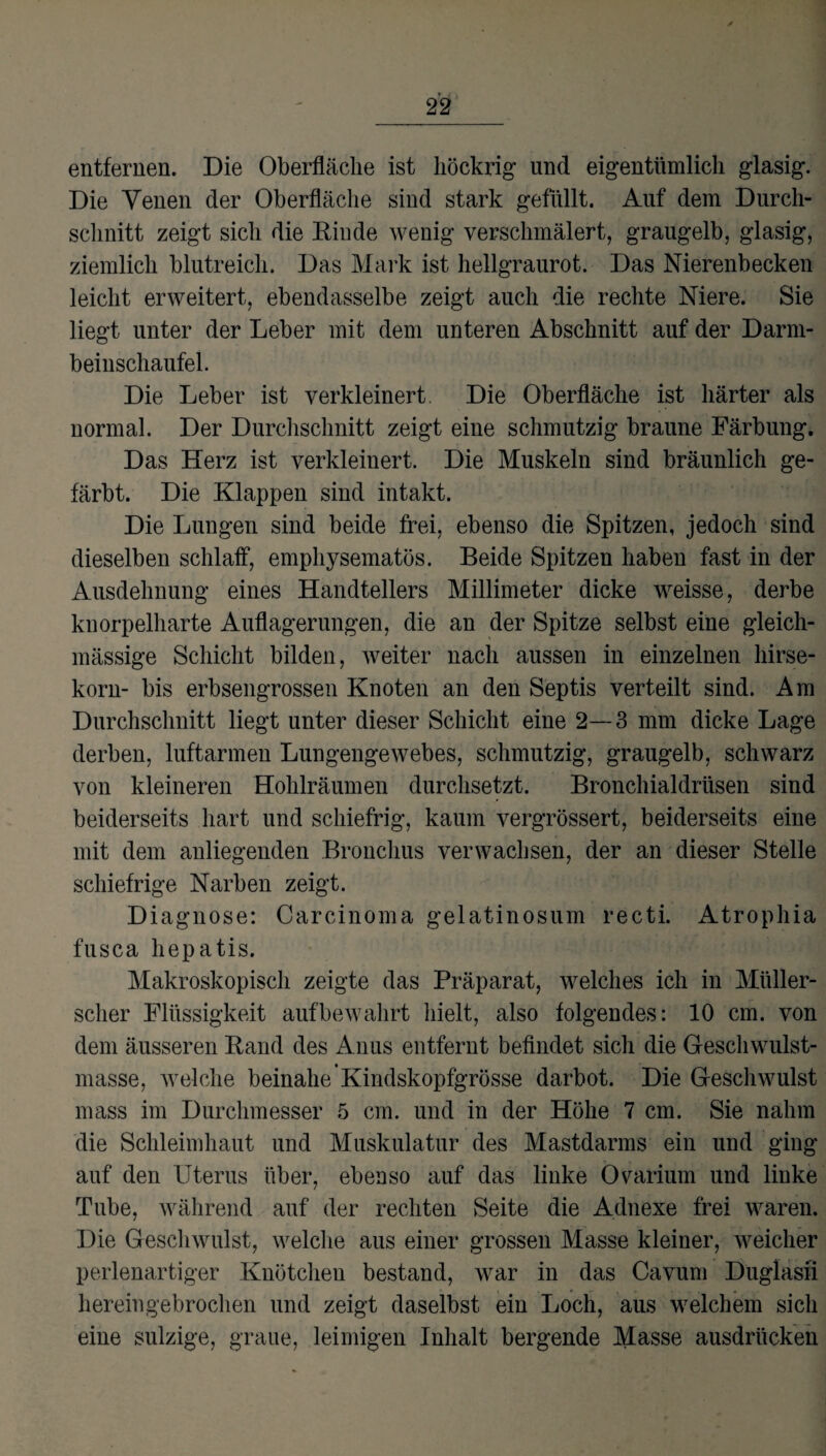 entfernen. Die Oberfläche ist höckrig und eigentümlich glasig. Die Venen der Oberfläche sind stark gefüllt. Auf dem Durch¬ schnitt zeigt sich die Rinde wenig verschmälert, graugelb, glasig, ziemlich blutreich. Das Mark ist hellgraurot. Das Nierenbecken leicht erweitert, ebendasselbe zeigt auch die rechte Niere. Sie liegt unter der Leber mit dem unteren Abschnitt auf der Darm¬ beinschaufel. Die Leber ist verkleinert. Die Oberfläche ist härter als normal. Der Durchschnitt zeigt eine schmutzig braune Färbung. Das Herz ist verkleinert. Die Muskeln sind bräunlich ge¬ färbt. Die Klappen sind intakt. Die Lungen sind beide frei, ebenso die Spitzen, jedoch sind dieselben schlaff, emphysematos. Beide Spitzen haben fast in der Ausdehnung eines Handtellers Millimeter dicke weisse, derbe knorpelharte Auflagerungen, die an der Spitze selbst eine gleich- mässige Schicht bilden, weiter nach aussen in einzelnen hirse- korn- bis erbsengrossen Knoten an den Septis verteilt sind. Am Durchschnitt liegt unter dieser Schicht eine 2—3 mm dicke Lage derben, luftarmen Lungengewebes, schmutzig, graugelb, schwarz von kleineren Hohlräumen durchsetzt. Bronchialdrüsen sind beiderseits hart und schiefrig, kaum vergrössert, beiderseits eine mit dem anliegenden Bronchus verwachsen, der an dieser Stelle schiefrige Narben zeigt. Diagnose: Carcinoma gelatinosum recti. Atrophia fusca hepatis. Makroskopisch zeigte das Präparat, welches ich in Müller¬ scher Flüssigkeit auf bewahrt hielt, also folgendes: 10 cm. von dem äusseren Band des Anus entfernt befindet sich die Geschwulst¬ masse, welche beinahe Kindskopfgrösse darbot. Die Geschwulst mass im Durchmesser 5 cm. und in der Höhe 7 cm. Sie nahm die Schleimhaut und Muskulatur des Mastdarms ein und ging auf den Uterus über, ebenso auf das linke Övarium und linke Tube, während auf der rechten Seite die Adnexe frei waren. Die Geschwulst, welche aus einer grossen Masse kleiner, weicher perlenartiger Knötchen bestand, war in das Cavum Duglasii hereingebrochen und zeigt daselbst ein Loch, aus welchem sich eine sulzige, graue, leimigen Inhalt bergende Masse ausdriicken