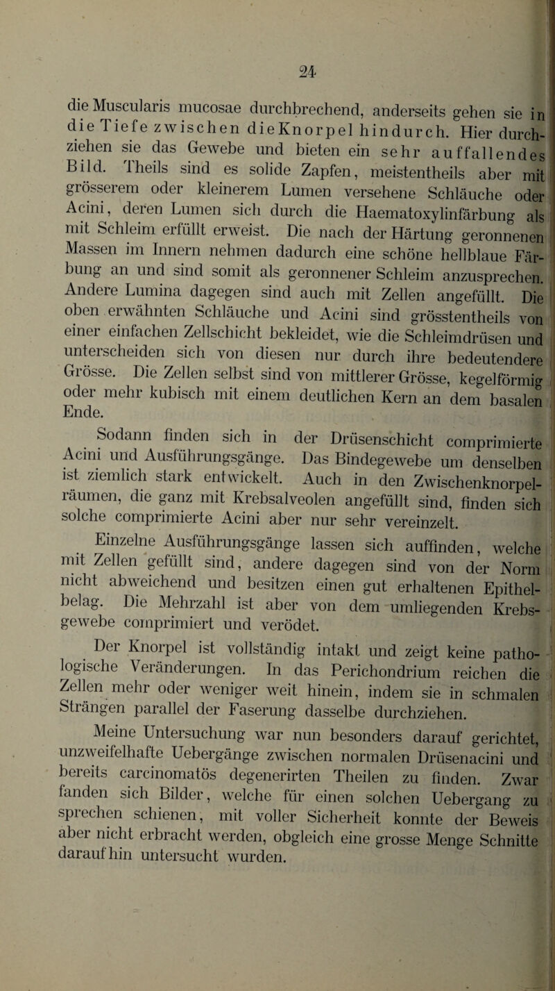 die Muscularis mucosae durchbrechend, anderseits gehen sie in die Tiefe zwischen dieKnorpel hindurch. Hier durch¬ ziehen sie das Gewebe und bieten ein sehr auffallendes Bild, lheils sind es solide Zapfen, meistentheils aber mit grössei em odei kleinerem Lumen versehene Schläuche oder Acini, deren Lumen sich durch die Haematoxylinfärbung als mit Schleim erfüllt erweist. Die nach der Härtung geronnenen Massen im Innern nehmen dadurch eine schöne hellblaue Fär¬ bung an und sind somit als geronnener Schleim anzusprechen. Andere Lumina dagegen sind auch mit Zellen angefüllt. Die oben erwähnten Schläuche und Acini sind grösstentheils von einer einfachen Zellschicht bekleidet, wie die Schleimdrüsen und unterscheiden sich von diesen nur durch ihre bedeutendere Grösse. Die Zellen selbst sind von mittlerer Grösse, kegelförmig oder mehr kubisch mit einem deutlichen Kern an dem basalen Ende. Sodann finden sich in der Drüsenschicht comprimierte Acini und Ausführungsgänge. Das Bindegewebe um denselben ist ziemlich stark entwickelt. Auch in den Zwischenknorpel¬ räumen, die ganz mit Krebsalveolen angefüllt sind, finden sich solche comprimierte Acini aber nur sehr vereinzelt. Einzelne Ausführungsgänge lassen sich auffinden, welche mit Zellen gefüllt sind, andere dagegen sind von der Norm nicht abweichend und besitzen einen gut erhaltenen Epithel¬ belag. Die Mehrzahl ist aber von dem umliegenden Krebs¬ gewebe comprimiert und verödet. Der Knorpel ist vollständig intakt und zeigt keine patho¬ logische Veränderungen. In das Perichondrium reichen die Zellen mehr oder weniger weit hinein, indem sie in schmalen Strängen parallel der Faserung dasselbe durchziehen. Meine Untersuchung war nun besonders darauf gerichtet, unzweifelhafte Uebergänge zwischen normalen Drüsenacini und bereits carcinomatös degenerirten Theilen zu finden. Zwar fanden sich Bilder, welche für einen solchen Uebergang zu sprechen schienen, mit voller Sicherheit konnte der Beweis aber nicht erbracht werden, obgleich eine grosse Menge Schnitte darauf hin untersucht wurden. j