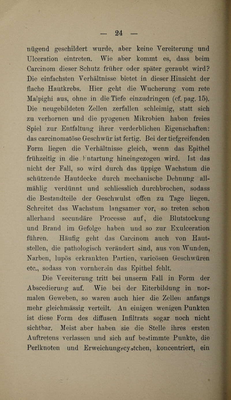 nügend geschildert wurde, aber keine Vereiterung und Ulceration eintreten. Wie aber kommt es, dass beim Carcinom dieser Schutz früher oder später geraubt wird? Die einfachsten Verhältnisse bietet in dieser Hinsicht der flache Hautkrebs. Hier geht die Wucherung vom rete Malpighi aus, ohne in die Tiefe einzudringen (cf. pag. 15). Die neugebildeten Zellen zerfallen schleimig, statt sich zu verhornen und die pyogenen Mikrobien haben freies Spiel zur Entfaltung ihrer verderblichen Eigenschaften: das carcinomatöse Geschwür ist fertig. Bei der tiefgreifenden Form liegen die Verhältnisse gleich, wenn das Epithel frühzeitig in die Entartung hineingezogen wird. Ist das nicht der Fall, so wird durch das üppige Wachstum die schützende Hautdecke durch mechanische Dehnung all- mählig verdünnt und schliesslich durchbrochen, sodass die Bestandteile der Geschwulst offen zu Tage liegen. Schreitet das Wachstum langsamer vor, so treten schon allerhand secundäre Processe auf, die Blutstockung und Brand im Gefolge haben und so zur Exulceration führen. Häufig geht das Carcinom auch von Haut¬ stellen, die pathologisch verändert bind, aus von Wunden, Narben, lupös erkrankten Partien, varicösen Geschwüren etc., sodass von vornherein das Epithel fehlt. Die Vereiterung tritt bei unserm Fall in Form der Abscedierung auf. Wie bei der Eiterbildung in nor¬ malen Geweben, so waren auch hier die Zellen anfangs mehr gleichmässig verteilt. An einigen wenigen Punkten ist diese Form des diffusen Infiltrats sogar noch nicht sichtbar. Meist aber haben sie die Stelle ihres ersten Auftretens verlassen und sich auf bestimmte Punkte, die Perlknoten und Er Weichlings cy stehen, koncentriert, ein