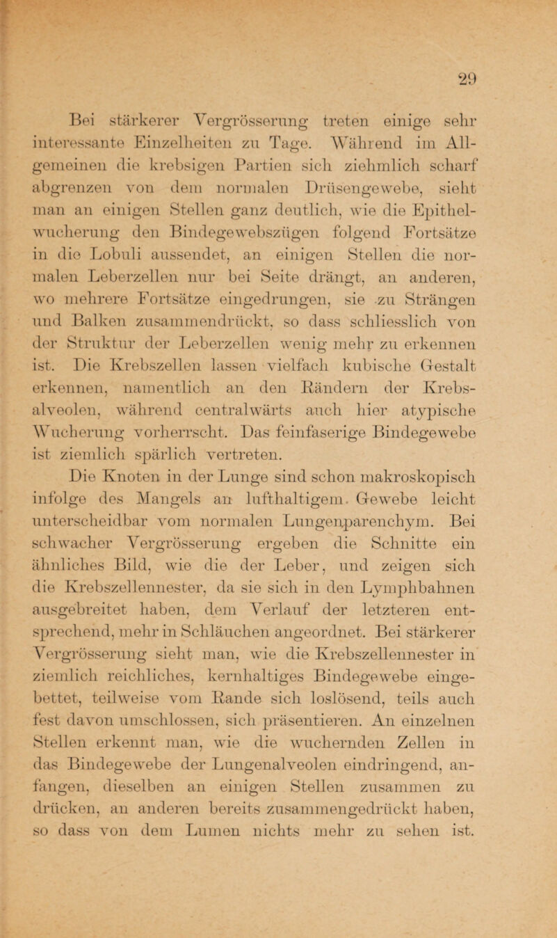Bei stärkerer Vergrösserung treten einige sehr interessante Einzelheiten zu Tage. Während im All¬ gemeinen die krebsigen Partien sich ziehrnlich scharf abgrenzen von dein normalen Drüsengewebe, sieht man an einigen Stellen ganz deutlich, wie die Epithel¬ wucherung den Bindegewebszügen folgend Fortsätze in die Lobuli aussendet, an einigen Stellen die nor¬ malen Leberzellen nur bei Seite drängt, an anderen, wo mehrere Fortsätze eingedrungen, sie zu Strängen und Balken zusammendrückt, so dass schliesslich von der Struktur der Leberzellen wenig mehr zu erkennen ist. Die Krebszellen lassen vielfach kubische Gestalt erkennen, namentlich an den Rändern der Krebs¬ alveolen, während eentralwärts auch hier atypische Wucherung vorherrscht. Das feinfaserige Bindegewebe ist ziemlich spärlich vertreten. Die Knoten in der Lunge sind schon makroskopisch infolge des Mangels an lufthaltigem. Gewebe leicht unterscheidbar vom normalen Lungenparenchym. Bei schwacher Vergrösserung ergeben die Schnitte ein ähnliches Bild, wie die der Leber, und zeigen sich die Krebszellennester, da sie sich in den Lymphbahnen ausgebreitet haben, dem Verlauf der letzteren ent¬ sprechend, mehr in Schläuchen angeordnet. Bei stärkerer Vergrösserung sieht man, wie die Krebszellennester in ziemlich reichliches, kernhaltiges Bindegewebe einge¬ bettet, teilweise vom Rande sich loslösend, teils auch fest davon umschlossen, sich präsentieren. An einzelnen Stellen erkennt man, wie die wuchernden Zellen in das Bindegewebe der Lungenalveolen eindringend, an¬ fangen, dieselben an einigen Stellen zusammen zu drücken, an anderen bereits zusammengedrückt haben, so dass von dem Lumen nichts mehr zu sehen ist.