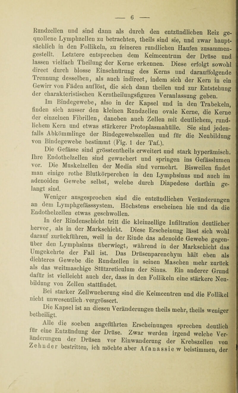 Rundzellen und sind dann als durch den entzündlichen Reiz ge¬ quollene Lymphzellen zu betrachten, theils sind sie, und zwar haupt¬ sächlich in den Follikeln, zu feineren rundlichen Haufen zusammen- gestellt. Letztere entsprechen dem Keimcentrum der Drüse und lassen \ielfach Theilung der Kerne erkennen. Diese erfolgt sowohl direct durch blosse Einschnürung des Kerns und darauffolgende Tiennung desselben, als auch indirect, indem sich der Kern in ein Gewirr von Fäden auflöst, die sich dann theilen und zur Entstehung der charakteristischen Kerntheilungsfiguren Veranlassung geben. Im Bindegewebe, also in der Kapsel und in den Trabekeln, finden sich ausser den kleinen Rundzellen ovale Kerne, die Kerne der einzelnen Fibrillen, daneben auch Zellen mit deutlichem, rund¬ lichem Kern und etwas stärkerer Protoplasmahülle. Sie sind’jeden¬ falls Abkömmlinge der Bindegewebszellen und für die Neubildung von Bindegewebe bestimmt (Fig. 1 der Taf.). Die Gefässe sind grösstentheils erweitert und stark hyperämisch. Ilne Endothelzellen sind gewuchert und springen ins Gefässlumen vor. Die Muskelzellen der Media sind vermehrt. Bisweilen findet man einige rothe Blutkörperchen in den Lymphsinus und auch im adenoiden Gewebe selbst, welche durch Diapedese dorthin ge¬ langt sind. Weniger ausgesprochen sind die entzündlichen Veränderungen an dem Lymphgefässsystem. Höchstens erscheinen hie und da die Endothelzellen etwas geschwollen. In dei Rindenschicht tritt die kleinzellige Infiltration deutlicher hervor, als in der Markschicht. Diese Erscheinung lässt sich wohl darauf zurückfuhren, weil in der Rinde das adenoide Gewebe gegen¬ über den Lymphsinus überwiegt, während in der Markschicht das Umgekehrte der Fall ist. Das Drüsenparenchym hält eben als dichteres Gewebe die Rundzellen in seinen Maschen mehr zurück als das weitmaschige Stützreticulum der Sinus. Ein anderer Grund dafür ist vielleicht auch der, dass in den Follikeln eine stärkere Neu¬ bildung von Zellen stattfindet. Bei starker Zellwucherung sind die Keimcentren und die Follikel nicht unwesentlich vergrössert. Die Kapsel ist an diesen Veränderungen theils mehr, theils weniger betheiligt. ö j soe^en angeführten Erscheinungen sprechen deutlich |ür eine Entzündung der Drüse. Zwar werden irgend welche Ver¬ änderungen der Drüsen vor Einwanderung der Krebszellen von Zi ehnder bestritten, ich möchte aber Afanassiew beistimmen, der