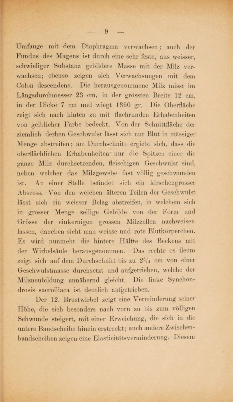 Umfange mit dem Diaphragma verwachsen; auch der Fundus des Magens ist durch eine sehr feste, aus weisser, schwieliger Substanz gebildete Masse mit der Milz ver¬ wachsen; ebenso zeigen sich Verwachsungen mit dem Colon descendens. Die herausgenommene Milz misst im Längsdurchmesser 23 cm, in der grössten Breite 12 cm, in der Dicke 7 cm und wiegt 1360 gr. Die Oberfläche zemt sich nach hinten zu mit flachrunden Erhabenheiten von gelblicher Farbe bedeckt. Von der Schnittfläche der ziemlich derben Geschwulst lässt sich nur Blut in mässiger Menge abstreifen; am Durchschnitt ergiebt sich, dass die oberflächlichen Erhabenheiten nur die Spitzen einer die ganze Milz durchsetzenden, fleischigen Geschwulst sind, neben welcher das Milzgewebe fast völlig geschwunden ist. An einer Stelle befindet sich ein kirschengrosser Abscess. Von den weichen älteren Teilen der Geschwulst lässt sich ein weisser Belag abstreifen, in welchem sich in grosser Menge zellige Gebilde von der Form und Grösse der einkernigen grossen Milzzellen nachweisen lassen, daneben sieht man weisse und rote Blutkörperchen. Es wird nunmehr die hintere Hälfte des Beckens mit der Wirbelsäule herausgenommen. Das rechte os ileum zeigt sich auf dem Durchschnitt bis zu 23U cm von einer Geschwulstmasse durchsetzt und aufgetrieben, welche der Milzneubildung annähernd gleicht. Die linke Synchon- drosis sacroiliaca ist deutlich aufgetrieben. Der 12. Brustwirbel zeigt eine Verminderung seiner Höhe, die sich besonders nach vorn zu bis zum völligen Schwunde steigert, mit einer Erweichung, die sich in die untere Bandscheibe hinein erstreckt; auch andere Zwischen¬ bandscheiben zeigen eine Elasticitätsverminderung. Diesem