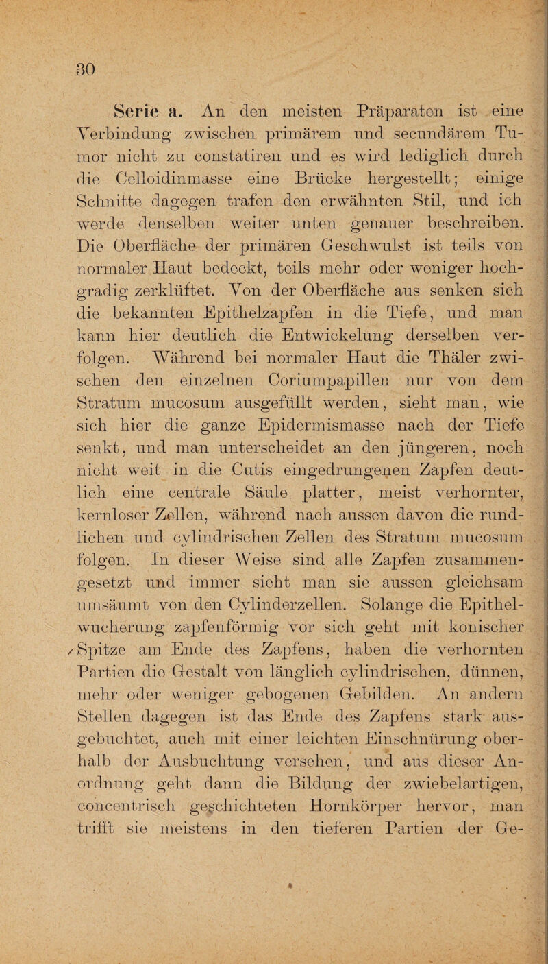 Serie a. An den meisten Präparaten ist eine Verbindung zwischen primärem und secundärem Tu¬ mor nicht zu constatiren und es wird lediglich durch die Celloidinmasse eine Brücke hergestellt; einige Schnitte dagegen trafen den erwähnten Stil, und ich werde denselben weiter unten genauer beschreiben. Die Oberfläche der primären Geschwulst ist teils von normaler Haut bedeckt, teils mehr oder weniger hoch¬ gradig zerklüftet. Von der Oberfläche aus senken sich die bekannten Epithelzapfen in die Tiefe, und man kann hier deutlich die Entwickelung derselben ver¬ folgen. Während bei normaler Haut die Thäler zwi¬ schen den einzelnen Coriumpapillen nur von dem Stratum mucosum ausgefüllt wrnrden, sieht man, wie sich hier die ganze Epidermismasse nach der Tiefe senkt, und man unterscheidet an den jüngeren, noch nicht wreit in die Cutis eingedrungenen Zapfen deut¬ lich eine centrale Säule platter, meist verhornter, kernloser Zellen, während nach aussen davon die rund¬ lichen und cyl indrisehen Zellen des Stratum mucosum folgen. In dieser Weise sind alle Zapfen zusammen¬ gesetzt und immer sieht man sie aussen gleichsam umsäumt von den Cylinderzellen. Solange die Epithel¬ wucherung zapfenförmig vor sich geht mit konischer / Spitze am Ende des Zapfens, haben die verhornten Partien die Gestalt von länglich cylindrisclien, dünnen, mehr oder weniger gebogenen Gebilden. An andern Stellen dagegen ist das Ende des Zapfens stark aus- gebuclitet, auch mit einer leichten Einschnürung ober¬ halb der Ausbuchtung versehen, und aus dieser An¬ ordnung geht dann die Bildung der zwiebelartigen, concentrisch geschichteten Hornkörper hervor, man trifft sie meistens in den tieferen Partien der Ge-