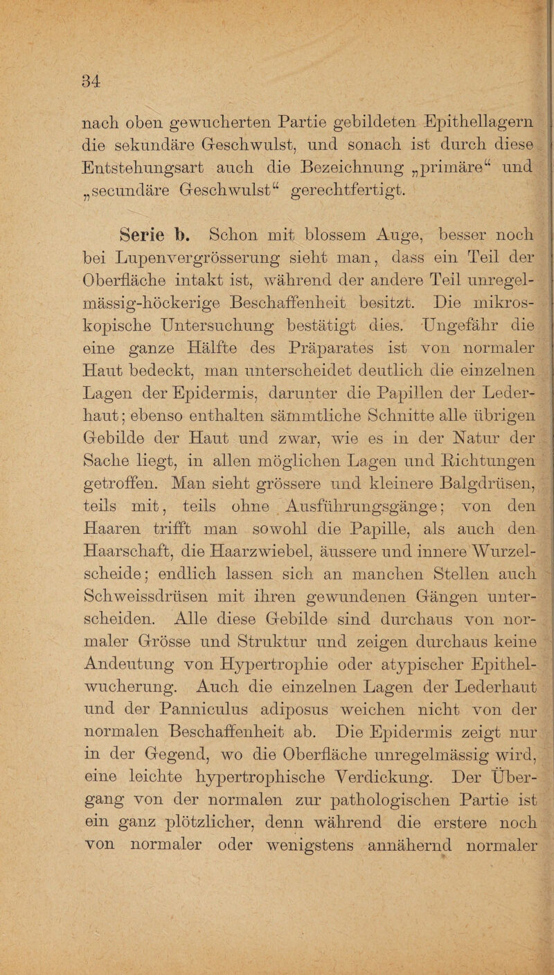 nach oben gewucherten Partie gebildeten Epithellagern die sekundäre Geschwulst, und sonach ist durch diese Entstehungsart auch die Bezeichnung „primäre“ und „secundäre Geschwulst“ gerechtfertigt. Serie b. Schon mit blossem Auge, besser noch bei Lupenvergrösserung sieht man, dass ein Teil der Oberfläche intakt ist, während der andere Teil unregel¬ mässig-höckerige Beschaffenheit besitzt. Die mikros¬ kopische Untersuchung bestätigt dies. Ungefähr die eine ganze Hälfte des Präparates ist von normaler Haut bedeckt, man unterscheidet deutlich die einzelnen Lagen der Epidermis, darunter die Papillen der Leder¬ haut; ebenso enthalten sämmtliche Schnitte alle übrigen Gebilde der Haut und zwar, wie es in der Natur der Sache liegt, in allen möglichen Lagen und Lichtungen getroffen. Man sieht grössere und kleinere Balgdrüsen, teils mit, teils ohne Ausführungsgänge; von den Haaren trifft man sowohl die Papille, als auch den Haarschaft, die Haarzwiebel, äussere und innere Wurzel¬ scheide; endlich lassen sich an manchen Stellen auch Schweissdrüsen mit ihren gewundenen Gängen unter¬ scheiden. Alle diese Gebilde sind durchaus von nor¬ maler Grösse und Struktur und zeigen durchaus keine Andeutung von Hypertrophie oder atypischer Epithel¬ wucherung. Auch die einzelnen Lagen der Lederhaut und der Panniculus adiposus weichen nicht von der normalen Beschaffenheit ab. Die Epidermis zeigt nur in der Gegend, wo die Oberfläche unregelmässig wird, eine leichte hypertrophische Verdickung. Der Über¬ gang von der normalen zur pathologischen Partie ist ein ganz plötzlicher, denn während die erstere noch von normaler oder wenigstens annähernd normaler