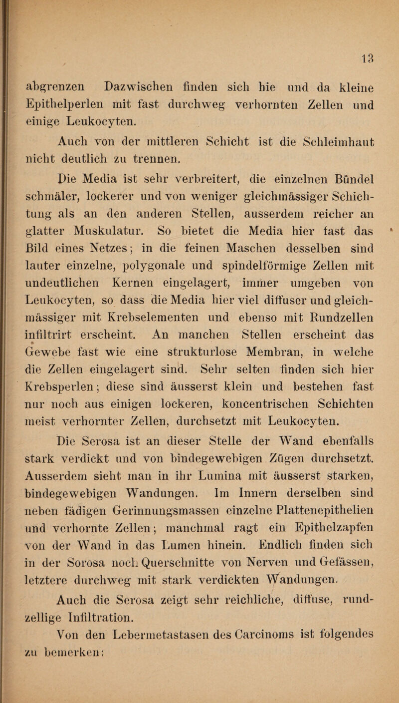 18 abgrenzen Dazwischen finden sich hie und da kleine Epithelperlen mit fast durchweg verhornten Zellen und einige Leukocyten. Auch von der mittleren Schicht ist die Schleimhaut nicht deutlich zu trennen. Die Media ist sehr verbreitert, die einzelnen Bündel schmäler, lockerer und von weniger gleichmässiger Schich¬ tung als an den anderen Stellen, ausserdem reicher an glatter Muskulatur. So bietet die Media hier fast das f Bild eines Netzes; in die feinen Maschen desselben sind lauter einzelne, polygonale und spindelförmige Zellen mit undeutlichen Kernen ein gelagert, immer umgeben von Leukocyten, so dass die Media hier viel diffuser und gleich¬ mässiger mit Krebselementen und ebenso mit Hundzellen infiltrirt erscheint. An manchen Stellen erscheint das Gewebe fast wie eine strukturlose Membran, in welche die Zellen eingelagert sind. Sehr selten finden sich hier Krebsperlen; diese sind äusserst klein und bestehen fast nur noch aus einigen lockeren, koncentrischen Schichten meist verhornter Zellen, durchsetzt mit Leukocyten. Die Serosa ist an dieser Stelle der Wand ebenfalls stark verdickt und von bindegewebigen Zügen durchsetzt. Ausserdem sieht man in ihr Lumina mit äusserst starken, bindegewebigen Wandungen. Im Innern derselben sind neben fädigen Gerinnungsmassen einzelne Plattenepithelien und verhornte Zellen; manchmal ragt ein Epithelzapfen von der Wand in das Lumen hinein. Endlich finden sich in der Sorosa noch Querschnitte von Nerven und Gefässen, / letztere durchweg mit stark verdickten Wandungen. Auch die Serosa zeigt sehr reichliche, diffuse, rund- zeilige Infiltration. Von den Lebermetastasen des Carcinoms ist folgendes zu bemerken: