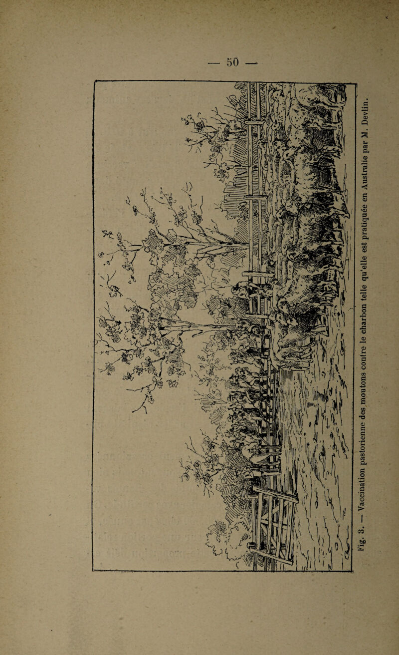 tig. 3. Vaccination pastorienne des moutons contre le charbon telle qu’elle est pratiquée en Australie par M. Devlin.