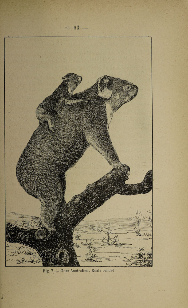 Fig. 7. — Ours Australien, Koala cendré.