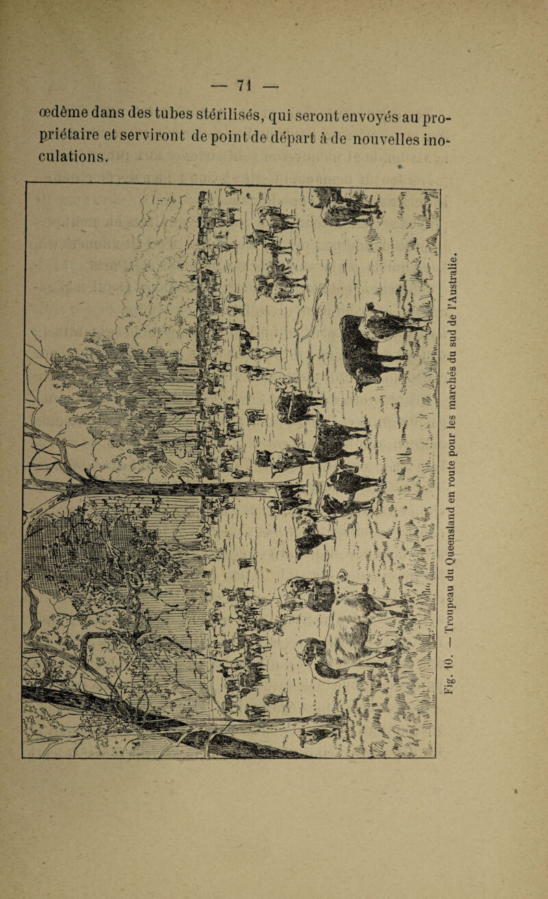 œdème dans des tubes stérilisés, qui seront envoyés au pro¬ priétaire et serviront de point de départ à de nouvelles ino'- culations.