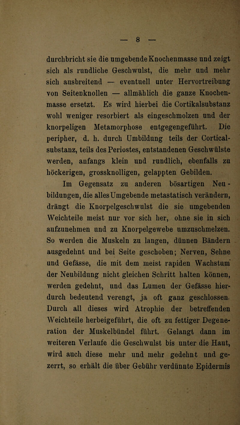 durchbricht sie die umgebende Knochenmasse und zeigt sich als rundliche Geschwulst, die mehr und mehr sich ausbreitend — eventuell unter Hervortreibung von Seitenknollen — allmählich die ganze Knochen¬ masse ersetzt. Es wird hierbei die Cortikalsubstanz wohl weniger resorbiert als eingeschmolzen und der knorpeligen Metamorphose entgegengeführt. Die peripher, d. h. durch Umbildung teils der Cortical- substanz, teils des Periostes, entstandenen Geschwülste werden, anfangs klein und rundlich, ebenfalls zu höckerigen, grossknolligen, gelappten Gebilden. Im Gegensatz zu anderen bösartigen Neu - bildungen, die alles Umgebende metastatisch verändern, drängt die Knorpelgeschwulst die sie umgebenden Weichteile meist nur vor sich her, ohne sie in sich aufzunehmen und zu Knorpelgewebe umzuschmelzen. So werden die Muskeln zu langen, dünnen Bändern ausgedehnt und bei Seite geschoben; Nerven, Sehne und Gefässe, die mit dem meist rapiden Wachstum der Neubildung nicht gleichen Schritt halten können, werden gedehnt, und das Lumen der Gefässe hier¬ durch bedeutend verengt, ja oft ganz geschlossen. Durch all dieses wird Atrophie der betreffenden Weichteile herbeigeführt, die oft zu fettiger Degene¬ ration der Muskelbündel führt. Gelangt dann im weiteren Verlaufe die Geschwulst bis unter die Haut, wird auch diese mehr und mehr gedehnt und ge¬ zerrt, so erhält die über Gebühr verdünnte Epidermis