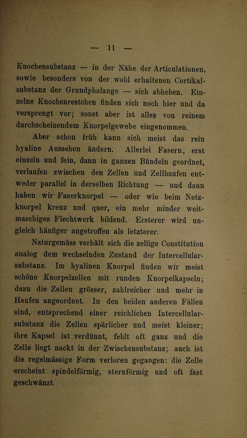 Knochensubstanz — in der Nähe der Articulationen, sowie besonders von der wohl erhaltenen Cortikal- substanz der Grundphalange — sich abheben. Ein¬ zelne Rnochenrestchen finden sich noch hier und da versprengt vor; sonst aber ist alles von reinem durchscheinendem Knorpelgewebe eingenommen. Aber schon früh kann sich meist das rein hyaline Aussehen ändern. Allerlei Fasern, erst einzeln und fein, dann in ganzen Bündeln geordnet, verlaufen zwischen den Zellen und Zellhaufen ent¬ weder parallel in derselben Richtung — und dann haben wir Faserknorpel — oder wie beim Netz¬ knorpel kreuz und quer, ein mehr minder weit¬ maschiges Flechtwerk bildend. Ersterer wird un¬ gleich häufiger angetroffen als letzterer. Naturgemäss verhält sich die zellige Constitution analog dem wechselnden Zustand der Intercellular¬ substanz. Im hyalinen Knorpel finden wir meist schöne Knorpelzellen mit runden Knorpelkapseln; dazu die Zellen grösser, zahlreicher und mehr in Haufen angeordnet. In den beiden anderen Fällen sind, entsprechend einer reichlichen Intercellular¬ substanz die Zellen spärlicher und meist kleiner; ihre Kapsel ist verdünnt, fehlt oft ganz und die Zelle liegt nackt in der Zwischensubstanz; auch ist die regelmässige Form verloren gegangen: die Zelle erscheint spindelförmig, sternförmig und oft fast geschwänzt.