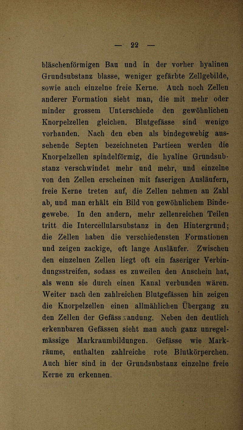 bläschenförmigen Bau und in der vorher hyalinen Grundsubstanz blasse, weniger gefärbte Zellgebilde, sowie auch einzelne freie Kerne. Auch noch Zellen anderer Formation sieht man, die mit mehr oder minder grossem Unterschiede den gewöhnlichen Knorpelzellen gleichen. Blutgefässe sind wenige vorhanden. Nach den eben als bindegewebig aus¬ sehende Septen bezeichneten Partieen werden die Knorpelzellen spindelförmig, die hyaline Grundsub¬ stanz verschwindet mehr und mehr, und einzelne von den Zellen erscheinen mit faserigen Ausläufern, freie Kerne treten auf, die Zellen nehmen an Zahl ab, und man erhält ein Bild von gewöhnlichem Binde¬ gewebe. In den andern, mehr zellenreichen Teilen tritt die Intercellularsubstanz in den Hintergrund; die Zellen haben die verschiedensten Formationen und zeigen zackige, oft lange Ausläufer. Zwischen den einzelnen Zellen liegt oft ein faseriger Verbin¬ dungsstreifen, sodass es zuweilen den Anschein hat, als wenn sie durch einen Kanal verbunden wären. Weiter nach den zahlreichen Blutgefässen hin zeigen die Knorpelzellen einen allmählichen Übergang zu den Zellen der Gefäss .vandung. Neben den deutlich erkennbaren Gefässen sieht man auch ganz unregel¬ mässige Markraumbildungen. Gefässe wie Mark¬ räume, enthalten zahlreiche rote Blutkörperchen. Auch hier sind in der Grundsubstanz einzelne freie Kerne zu erkennen.