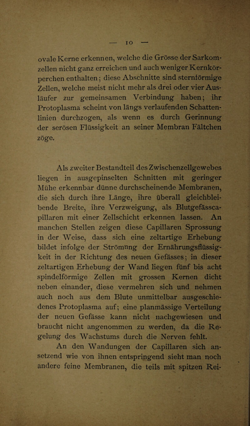 IO ovale Kerne erkennen, welche die Grösse der Sarkom¬ zellen nicht ganz erreichen und auch weniger Kernkör¬ perchen enthalten; diese Abschnitte sind sternförmige Zellen, welche meist nicht mehr als drei oder vier Aus¬ läufer zur gemeinsamen Verbindung haben; ihr Protoplasma scheint von längs verlaufenden Schatten¬ linien durchzogen, als wenn es durch Gerinnung der serösen Flüssigkeit an seiner Membran Fältchen zöge. Als zweiter Bestandteil des Zwischenzellgewebes liegen in ausgepinselten Schnitten mit geringer Mühe erkennbar dünne durchscheinende Membranen, die sich durch ihre Länge, ihre überall gleichblei¬ bende Breite, ihre Verzweigung, als Blutgefässca- pillaren mit einer Zellschicht erkennen lassen. An manchen Stellen zeigen diese Capillaren Sprossung in der Weise, dass sich eine zeltartige Erhebung bildet infolge der Strömung der Ernährungsflüssig¬ keit in der Richtung des neuen Gefässes; in dieser zeltartigen Erhebung der Wand liegen fünf bis acht spindelförmige Zellen mit grossen Kernen dicht neben einander, diese vermehren sich und nehmen auch noch aus dem Blute unmittelbar ausgeschie¬ denes Protoplasma auf; eine planmässige Verteilung der neuen Gefässe kann nicht nachgewiesen und braucht nicht angenommen zu werden, da die Re¬ gelung des Wachstums durch die Nerven fehlt. An den Wandungen der Capillaren sich an¬ setzend wie von ihnen entspringend sieht man noch andere feine Membranen, die teils mit spitzen Rei-