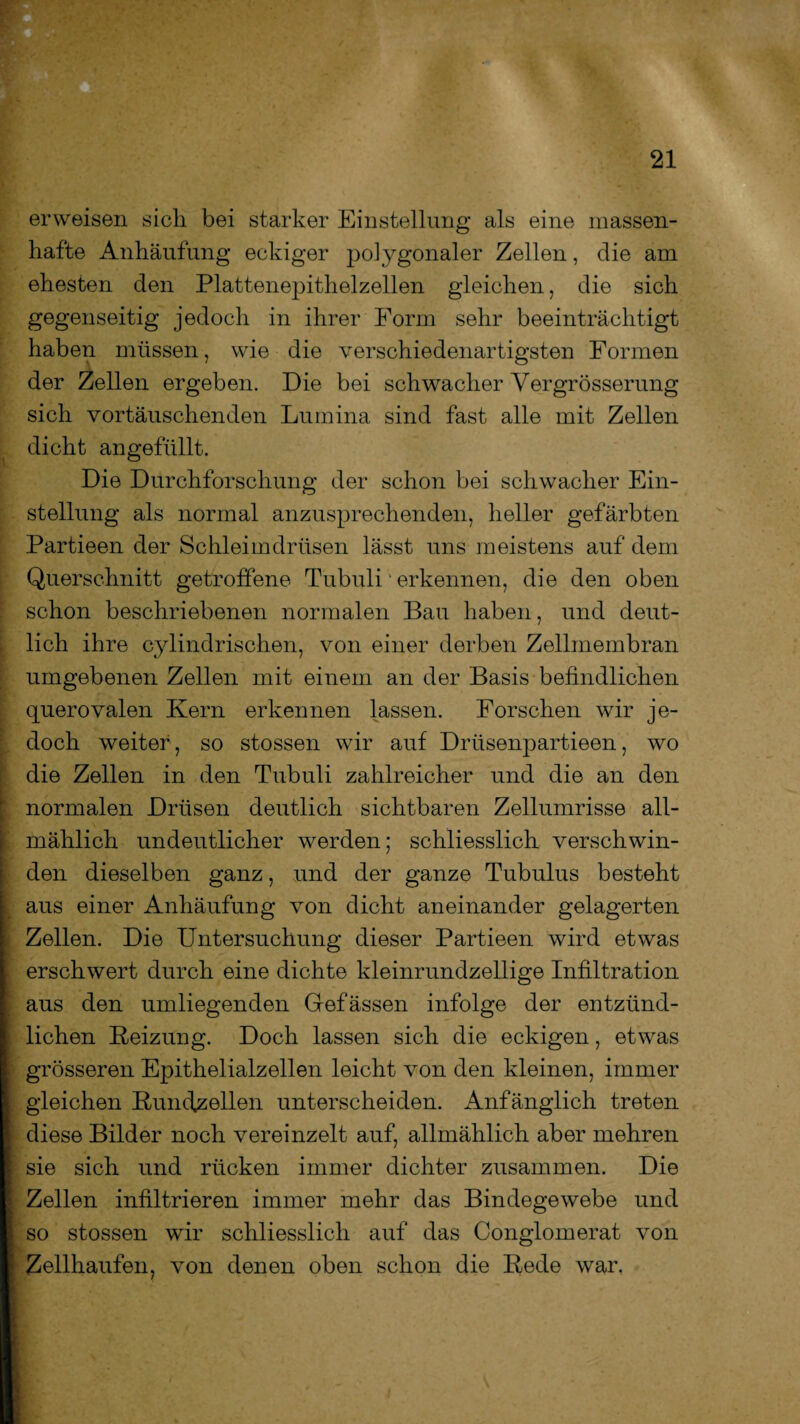erweisen sich bei starker Einstellung als eine massen¬ hafte Anhäufung eckiger polygonaler Zellen, die am ehesten den Plattenepithelzellen gleichen, die sich gegenseitig jedoch in ihrer Form sehr beeinträchtigt haben müssen, wie die verschiedenartigsten Formen der Zellen ergeben. Die bei schwacher Vergrösserung sich vortäuschenden Lumina sind fast alle mit Zellen dicht angefiillt. Die Durchforschung der schon bei schwacher Ein¬ stellung als normal anzusprechenden, heller gefärbten Partieen der Schleimdrüsen lässt uns meistens auf dem Querschnitt getroffene Tubuli “ erkennen, die den oben schon beschriebenen normalen Bau haben, und deut¬ lich ihre cylindrischen, von einer derben Zellmembran umgebenen Zellen mit einem an der Basis befindlichen querovalen Kern erkennen lassen. Forschen wir je¬ doch weiter, so stossen wir auf Driisenpartieen, wo die Zellen in den Tubuli zahlreicher und die an den normalen Drüsen deutlich sichtbaren Zellumrisse all¬ mählich undeutlicher werden; schliesslich verschwin¬ den dieselben ganz, und der ganze Tubulus besteht aus einer Anhäufung von dicht aneinander gelagerten Zellen. Die Untersuchung dieser Partieen wird etwas erschwert durch eine dichte kleinrundzellige Infiltration aus den umliegenden Gefässen infolge der entzünd¬ lichen Beizung. Doch lassen sich die eckigen, etwas grösseren Epithelialzellen leicht von den kleinen, immer gleichen Buiufzellen unterscheiden. Anfänglich treten diese Bilder noch vereinzelt auf, allmählich aber mehren sie sich und rücken immer dichter zusammen. Die Zellen infiltrieren immer mehr das Bindegewebe und so stossen wir schliesslich auf das Conglomerat von Zellhaufen, von denen oben schon die Bede war.