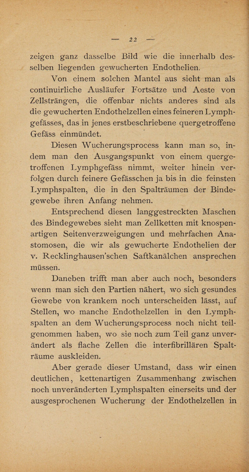 zeigen ganz dasselbe Bild wie die innerhalb des¬ selben liegenden gewucherten Endothelien. Von einem solchen Mantel aus sieht man als continuirliche Ausläufer Fortsätze und Aeste von Zellsträngen, die offenbar nichts anderes sind als die gewucherten Endothelzellen eines feineren Lymph- gefässes, das in jenes erstbeschriebene quergetroffene Gefäss einmündet. Diesen Wucherungsprocess kann man so, in¬ dem man den Ausgangspunkt von einem querge¬ troffenen Lymphgefäss nimmt, weiter hinein ver¬ folgen durch feinere Gefässchen ja bis in die feinsten Lymphspalten, die in den Spalträumen der Binde¬ gewebe ihren Anfang nehmen. Entsprechend diesen langgestreckten Maschen des Bindegewebes sieht man Zellketten mit knospen¬ artigen Seitenverzweigungen und mehrfachen Ana- stomosen, die wir als gewucherte Endothelien der v. Recklinghausen’schen Saftkanälchen ansprechen müssen. Daneben trifft man aber auch noch, besonders wenn man sich den Partien nähert, wo sich gesundes Gewebe von krankem noch unterscheiden lässt, auf Stellen, wo manche Endothelzellen in den Lymph¬ spalten an dem Wucherungsprocess noch nicht teil¬ genommen haben, wo sie noch zum Teil ganz unver¬ ändert als flache Zellen die interfibrillären Spalt¬ räume auskleiden. Aber gerade dieser Umstand, dass wir einen deutlichen, kettenartigen Zusammenhang zwischen noch unveränderten Lymphspalten einerseits und der ausgesprochenen Wucherung der Endothelzellen in