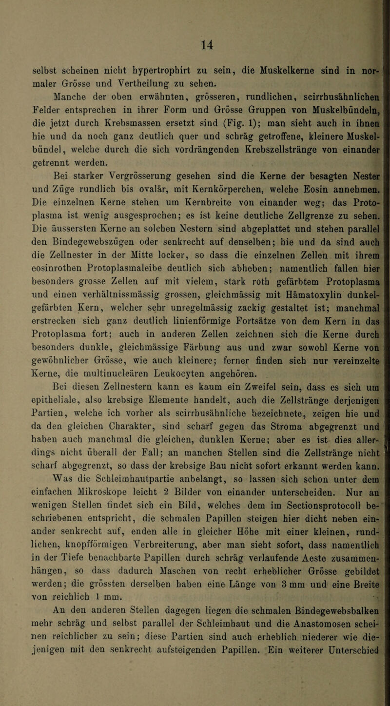selbst scheinen nicht hypertrophirt zu sein, die Muskelkerne sind in nor¬ maler Grösse und Verkeilung zu sehen. Manche der oben erwähnten, grösseren, rundlichen, scirrhusähnlichen Felder entsprechen in ihrer Form und Grösse Gruppen von Muskelbündeln, die jetzt durch Krebsmassen ersetzt sind (Fig. 1); man sieht auch in ihnen hie und da noch ganz deutlich quer und schräg getroffene, kleinere Muskel- biindel, welche durch die sich vordrängenden Krebszellstränge von einander getrennt werden. Bei starker Vergrösserung gesehen sind die Kerne der besagten Nester und Züge rundlich bis ovalär, mit Kernkörperchen, welche Eosin annehmen. Die einzelnen Kerne stehen um Kernbreite von einander weg; das Proto¬ plasma ist w^enig ausgesprochen; es ist keine deutliche Zellgrenze zu sehen. Die äussersten Kerne an solchen Nestern sind abgeplattet und stehen parallel den Bindegewebszügen oder senkrecht auf denselben; hie und da sind auch die Zellnester in der Mitte locker, so dass die einzelnen Zellen mit ihrem eosinrothen Protoplasmaleibe deutlich sich abheben; namentlich fallen hier besonders grosse Zellen auf mit vielem, stark roth gefärbtem Protoplasma und einen verhältnissmässig grossen, gleichmässig mit Hämatoxylin dunkel¬ gefärbten Kern, welcher sehr unregelmässig zackig gestaltet ist; manchmal erstrecken sich ganz deutlich linienförmige Fortsätze von dem Kern in das Protoplasma fort; auch in anderen Zellen zeichnen sich die Kerne durch besonders dunkle, gleichmässige Färbung aus und zwar sowohl Kerne von gewöhnlicher Grösse, wie auch kleinere; ferner finden sich nur vereinzelte Kerne, die multinucleären Leukocyten angehören. Bei diesen Zellnestern kann es kaum ein Zweifel sein, dass es sich um epitheliale, also krebsige Elemente handelt, auch die Zellstränge derjenigen Partien, wrelche ich vorher als scirrbusähnliche bezeichnete, zeigen hie und da den gleichen Charakter, sind scharf gegen das Stroma abgegrenzt und haben auch manchmal die gleichen, dunklen Kerne; aber es ist dies aller¬ dings nicht überall der Fall; an manchen Stellen sind die Zellstränge nicht scharf abgegrenzt, so dass der krebsige Bau nicht sofort erkannt werden kann. Was die Schleimhautpartie anbelangt, so lassen sich schon unter dem einfachen Mikroskope leicht 2 Bilder von einander unterscheiden. Nur an wenigen Stellen findet sich ein Bild, welches dem im Sectionsprotocoll be¬ schriebenen entspricht, die schmalen Papillen steigen hier dicht neben ein¬ ander senkrecht auf, enden alle in gleicher Höhe mit einer kleinen, rund¬ lichen, knopfförmigen Verbreiterung, aber man sieht sofort, dass namentlich in der Tiefe benachbarte Papillen durch schräg verlaufende Aeste Zusammen¬ hängen, so dass dadurch Maschen von recht erheblicher Grösse gebildet werden; die grössten derselben haben eine Länge von 3 mm und eine Breite von reichlich 1 mm. An den anderen Stellen dagegen liegen die schmalen Bindegewebsbalken mehr schräg und selbst parallel der Schleimhaut und die Anastomosen schei¬ nen reichlicher zu sein; diese Partien sind auch erheblich niederer wie die¬ jenigen mit den senkrecht aufsteigenden Papillen. Ein weiterer Unterschied