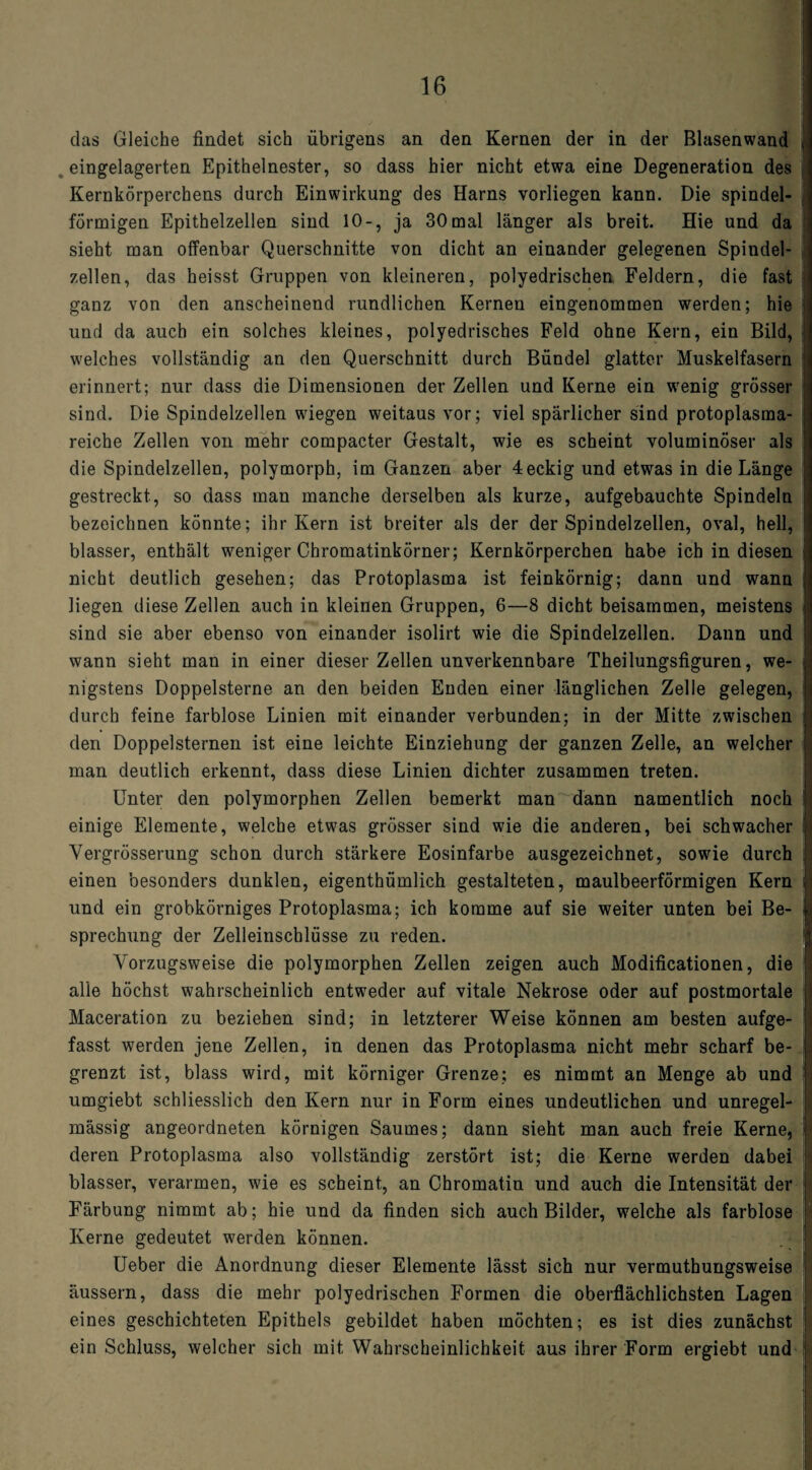 das Gleiche findet sich übrigens an den Kernen der in der Blasenwand eingelagerten Epithelnester, so dass hier nicht etwa eine Degeneration des Kernkörperchens durch Einwirkung des Harns vorliegen kann. Die Spindel- - förmigen Epithelzellen sind 10-, ja 30mal länger als breit. Hie und da sieht man offenbar Querschnitte von dicht an einander gelegenen Spindel¬ zellen, das heisst Gruppen von kleineren, polyedrischen Feldern, die fast ganz von den anscheinend rundlichen Kernen eingenommen werden; hie i und da auch ein solches kleines, polyedrisches Feld ohne Kern, ein Bild, welches vollständig an den Querschnitt durch Bündel glatter Muskelfasern erinnert; nur dass die Dimensionen der Zellen und Kerne ein wenig grösser sind. Die Spindelzellen wiegen weitaus vor; viel spärlicher sind protoplasma¬ reiche Zellen von mehr compacter Gestalt, wie es scheint voluminöser als die Spindelzellen, polymorph, im Ganzen aber 4eckig und etwas in die Länge gestreckt, so dass man manche derselben als kurze, aufgebauchte Spindeln bezeichnen könnte; ihr Kern ist breiter als der der Spindelzellen, oval, hell, blasser, enthält weniger Chromatinkörner; Kernkörperchen habe ich in diesen nicht deutlich gesehen; das Protoplasma ist feinkörnig; dann und wann liegen diese Zellen auch in kleinen Gruppen, 6—8 dicht beisammen, meistens i sind sie aber ebenso von einander isolirt wie die Spindelzellen. Dann und wann sieht man in einer dieser Zellen unverkennbare Theilungsfiguren, we- I nigstens Doppelsterne an den beiden Enden einer länglichen Zelle gelegen, i durch feine farblose Linien mit einander verbunden; in der Mitte zwischen den Doppelsternen ist eine leichte Einziehung der ganzen Zelle, an welcher \ man deutlich erkennt, dass diese Linien dichter zusammen treten. Unter den polymorphen Zellen bemerkt man dann namentlich noch I einige Elemente, welche etwas grösser sind wie die anderen, bei schwacher ] Vergrösserung schon durch stärkere Eosinfarbe ausgezeichnet, sowie durch i einen besonders dunklen, eigenthümlich gestalteten, maulbeerförmigen Kern i und ein grobkörniges Protoplasma; ich komme auf sie weiter unten bei Be- | sprechung der Zelleinschlüsse zu reden. Vorzugsweise die polymorphen Zellen zeigen auch Modificationen, die ! alie höchst wahrscheinlich entweder auf vitale Nekrose oder auf postmortale 1 Maceration zu beziehen sind; in letzterer Weise können am besten aufge¬ fasst werden jene Zellen, in denen das Protoplasma nicht mehr scharf be- j grenzt ist, blass wird, mit körniger Grenze; es nimmt an Menge ab und i umgiebt schliesslich den Kern nur in Form eines undeutlichen und unregel¬ mässig angeordneten körnigen Saumes; dann sieht man auch freie Kerne, * deren Protoplasma also vollständig zerstört ist; die Kerne werden dabei j blasser, verarmen, wie es scheint, an Chromatin und auch die Intensität der j Färbung nimmt ab; hie und da finden sich auch Bilder, welche als farblose j Kerne gedeutet werden können. Ueber die Anordnung dieser Elemente lässt sich nur vermuthungsweise i äussern, dass die mehr polyedrischen Formen die oberflächlichsten Lagen ; eines geschichteten Epithels gebildet haben möchten; es ist dies zunächst i ein Schluss, welcher sich mit Wahrscheinlichkeit aus ihrer Form ergiebt und