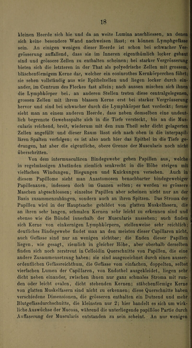 kleinen Heerde sich hie und da an weite Lumina anschliessen, an denen sich keine besondere Wand nachweisen lässt; es können Lymphgefässe sein. An einigen wenigen dieser Heerde ist schon bei schwacher Ver- grösserung auffallend, dass sie im Inneren eigenthümlich locker gebaut sind und grössere Zellen zu enthalten scheinen; bei starker Vergrösserung bieten sich die letzteren in der That als polyedrische Zellen mit grossem, bläschenförmigem Kerne dar, welcher ein eosinrothes Kernkörperchen führt; sie sehen vollständig aus wie Epithelzellen und liegen locker durch ein¬ ander, im Centrum des Fleckes fast allein; nach aussen mischen sich ihnen die Lymphkörper bei, an anderen Stellen treten diese centralgelegenen, grossen Zellen mit ihrem blassen Kerne erst bei starker Vergrösserung hervor und sind bei schwacher durch die Lymphkörper fast verdeckt; ferner sieht man an einem anderen Heerde, dass neben demselben eine undeut¬ lich begrenzte Ge websspalte sich in die Tiefe versteckt, bis an die Mus- cularis reichend, breit, wiederum mit den zum Theil sehr dicht gelagerten Zellen angefüllt und dieser Raum lässt sich nach oben in die interpapil¬ lären Spalten verfolgen; es ist also auch hier das Epithel in die Tiefe ge¬ drungen, hat aber die eigentliche, obere Grenze der Muscularis noch nicht überschritten. Von dem intermusculären Bindegewebe gehen Papillen aus, welche in regelmässigen Abständen ziemlich senkrecht in die Höhe steigen mit vielfachen Windungen, Biegungen und Knickungen versehen. Auch in diesem Papillome sieht man Anastomosen benachbarter bindegewebiger Papillenaxen, indessen doch im Ganzen selten; es werden so grössere Maschen abgeschlossen; einzelne Papillen aber scheinen nicht nur an der Basis zusammenzuhängen, sondern auch an ihren Spitzen. Das Stroma der Papillen wird in der Hauptsache gebildet von glatten Muskelfasern, die an ihren sehr langen, schmalen Kernen sehr leicht zu erkennen sind und ebenso wie die Bündel innerhalb der Muscularis aussehen; auch finden sich Kerne von einkernigen Lymphkörpern, stellenweise sehr reichlich; deutliches Bindegewebe findet man an den meisten dieser Capillaren nicht, auch Gefässe sind nur an wenigen sichtbar; die Enden dieser Papillen liegen, wie gesagt, ziemlich in gleicher Höhe, aber oberhalb derselben finden sich noch zerstreut in Celloidin Querschnitte von Papillen, die eine andere Zusammensetzung haben; sie sind ausgezeichnet durch einen ausser¬ ordentlichen Gefässreicbthum, die Gefässe vom einfachen, doppelten, selbst vierfachen Lumen der Capillaren, von Endothel ausgekleidet, liegen sehr dicht neben einander, zwischen ihnen nur ganz schmales Stroma mit run¬ den oder leicht ovalen, dicht stehenden Kernen; stäbchenförmige Kerne von glatten Muskelfasern sind nicht zu erkennen; diese Querschnitte haben verschiedene Dimensionen, die grösseren enthalten ein Dutzend und mehr Blutgefässdurchschnitte, die kleinsten nur 2; hier handelt es sich um wirk¬ liche Auswüchse der Mucosa, während die unterliegende papillöse Partie durch Auffaserung der Muscularis entstanden zu sein scheint. An nur wenigen