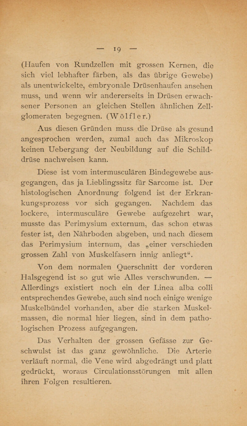 (Haufen von Rundzellen mit grossen Kernen, die sich viel lebhafter färben, als das übrige Gewebe) als unentwickelte, embryonale Drüsenhaufen ansehen muss, und wenn wir andererseits in Drüsen erwach¬ sener Personen an gleichen Stellen ähnlichen Zell- glomeraten begegnen. (W ö 1 f 1 e r.) Aus diesen Gründen muss die Drüse als gesund angesprochen werden, zumal auch das Mikroskop keinen Uebergang der Neubildung auf die Schild¬ drüse nachweisen kann. Diese ist vom intermusculären Bindegewebe aus¬ gegangen, das ja Lieblingssitz für Sarcome ist. Der histologischen Anordnung folgend ist der Erkran¬ kungsprozess vor sich gegangen. Nachdem das lockere, intermusculäre Gewebe aufgezehrt war, musste das Perimysium externum, das schon etwas fester ist, den Nährboden abgeben, und nach diesem das Perimysium internum, das „einer verschieden grossen Zahl von Muskelfasern innig anliegt“. Von dem normalen Ouerschnitt der vorderen Llalsgegend ist so gut wie Alles verschwunden. — Allerdings existiert noch ein der Linea alba colli entsprechendes Gewebe, auch sind noch einige wenig'e Muskelbündel vorhanden, aber die starken Muskel¬ massen, die normal hier liegen, sind in dem patho¬ logischen Prozess aufgegangen. Das Verhalten der grossen Gefässe zur Ge¬ schwulst ist das ganz gewöhnliche. Die Arterie verläuft normal, die Vene wird abgedrängt und platt gedrückt, woraus Circulationsstörungen mit allen ihren Folgen resultieren.