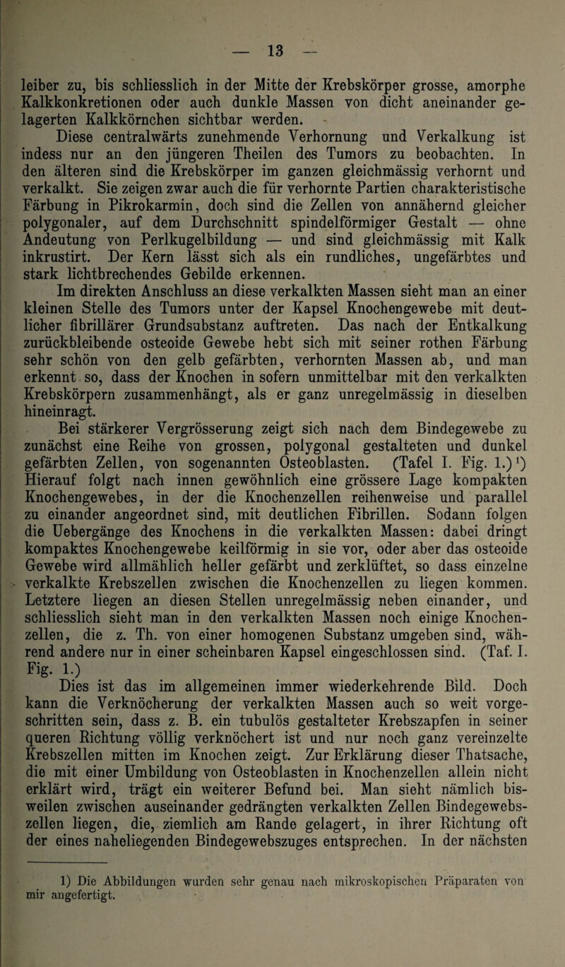 leiber zu, bis schliesslich in der Mitte der Krebskörper grosse, amorphe Kalkkonkretionen oder auch dunkle Massen von dicht aneinander ge¬ lagerten Kalkkörnchen sichtbar werden. Diese centralwärts zunehmende Verhornung und Verkalkung ist indess nur an den jüngeren Th eilen des Tumors zu beobachten. In den älteren sind die Krebskörper im ganzen gleichmässig verhornt und verkalkt. Sie zeigen zwar auch die für verhornte Partien charakteristische Färbung in Pikrokarmin, doch sind die Zellen von annähernd gleicher polygonaler, auf dem Durchschnitt spindelförmiger Gestalt — ohne Andeutung von Perlkugelbildung — und sind gleichmässig mit Kalk inkrustirt. Der Kern lässt sich als ein rundliches, ungefärbtes und stark lichtbrechendes Gebilde erkennen. Im direkten Anschluss an diese verkalkten Massen sieht man an einer kleinen Stelle des Tumors unter der Kapsel Knochengewebe mit deut¬ licher fibrillärer Grundsubstanz auftreten. Das nach der Entkalkung zurückbleibende osteoide Gewebe hebt sich mit seiner rothen Färbung sehr schön von den gelb gefärbten, verhornten Massen ab, und man erkennt so, dass der Knochen in sofern unmittelbar mit den verkalkten Krebskörpern zusammenhängt, als er ganz unregelmässig in dieselben hineinragt. Bei stärkerer Vergrösserung zeigt sich nach dem Bindegewebe zu zunächst eine Reihe von grossen, polygonal gestalteten und dunkel gefärbten Zellen, von sogenannten Osteoblasten. (Tafel I. Fig. I.)1) Hierauf folgt nach innen gewöhnlich eine grössere Lage kompakten Knochengewebes, in der die Knochenzellen reihenweise und parallel zu einander angeordnet sind, mit deutlichen Fibrillen. Sodann folgen die Uebergänge des Knochens in die verkalkten Massen: dabei dringt kompaktes Knochengewebe keilförmig in sie vor, oder aber das osteoide Gewebe wird allmählich heller gefärbt und zerklüftet, so dass einzelne - verkalkte Krebszellen zwischen die Knochenzellen zu liegen kommen. Letztere liegen an diesen Stellen unregelmässig neben einander, und schliesslich sieht man in den verkalkten Massen noch einige Knochen¬ zellen, die z. Th. von einer homogenen Substanz umgeben sind, wäh¬ rend andere nur in einer scheinbaren Kapsel eingeschlossen sind. (Taf. I. Fig. 1.) Dies ist das im allgemeinen immer wiederkehrende Bild. Doch kann die Verknöcherung der verkalkten Massen auch so weit vorge¬ schritten sein, dass z. B. ein tubulös gestalteter Krebszapfen in seiner queren Richtung völlig verknöchert ist und nur noch ganz vereinzelte Krebszellen mitten im Knochen zeigt. Zur Erklärung dieser Thatsache, die mit einer Umbildung von Osteoblasten in Knochenzellen allein nicht erklärt wird, trägt ein weiterer Befund bei. Man sieht nämlich bis¬ weilen zwischen auseinander gedrängten verkalkten Zellen Bindegewebs¬ zellen liegen, die, ziemlich am Rande gelagert, in ihrer Richtung oft der eines naheliegenden Bindegewebszuges entsprechen. In der nächsten 1) Die Abbildungen wurden sehr genau nach mikroskopischen Präparaten von mir angefertigt.