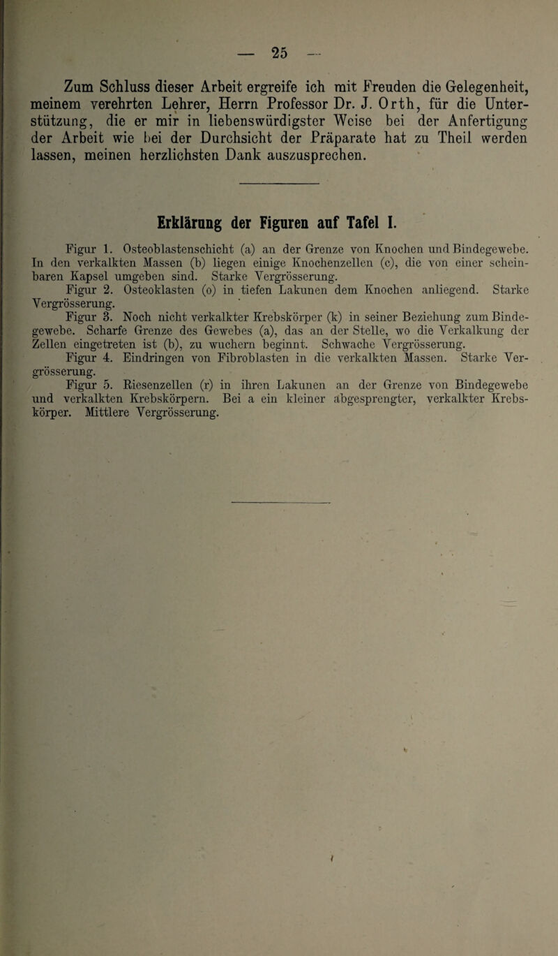 Zum Schluss dieser Arbeit ergreife ich mit Freuden die Gelegenheit, meinem verehrten Lehrer, Herrn Professor Dr. J. Orth, für die Unter¬ stützung, die er mir in liebenswürdigster Weise bei der Anfertigung der Arbeit wie bei der Durchsicht der Präparate hat zu Theil werden lassen, meinen herzlichsten Dank auszusprechen. Erklärung der Figuren auf Tafel I. Figur 1. Osteoblastenschicht (a) an der Grenze von Knochen und Bindegewebe. In den verkalkten Massen (b) liegen einige Knochenzellen (c), die von einer schein¬ baren Kapsel umgeben sind. Starke Vergrösserung. Figur 2. Osteoklasten (o) in tiefen Lakunen dem Knochen anliegend. Starke Vergrösserung. Figur 3. Noch nicht verkalkter Krebskörper (k) in seiner Beziehung zum Binde¬ gewebe. Scharfe Grenze des Gewebes (a), das an der Stelle, wo die Verkalkung der Zellen eingetreten ist (b), zu wuchern beginnt. Schwache Vergrösserung. Figur 4. Eindringen von Fibroblasten in die verkalkten Massen. Starke Ver¬ grösserung. Figur 5. Riesenzellen (r) in ihren Lakunen an der Grenze von Bindegewebe und verkalkten Krebskörpern. Bei a ein kleiner abgesprengter, verkalkter Krebs¬ körper. Mittlere Vergrösserung. i