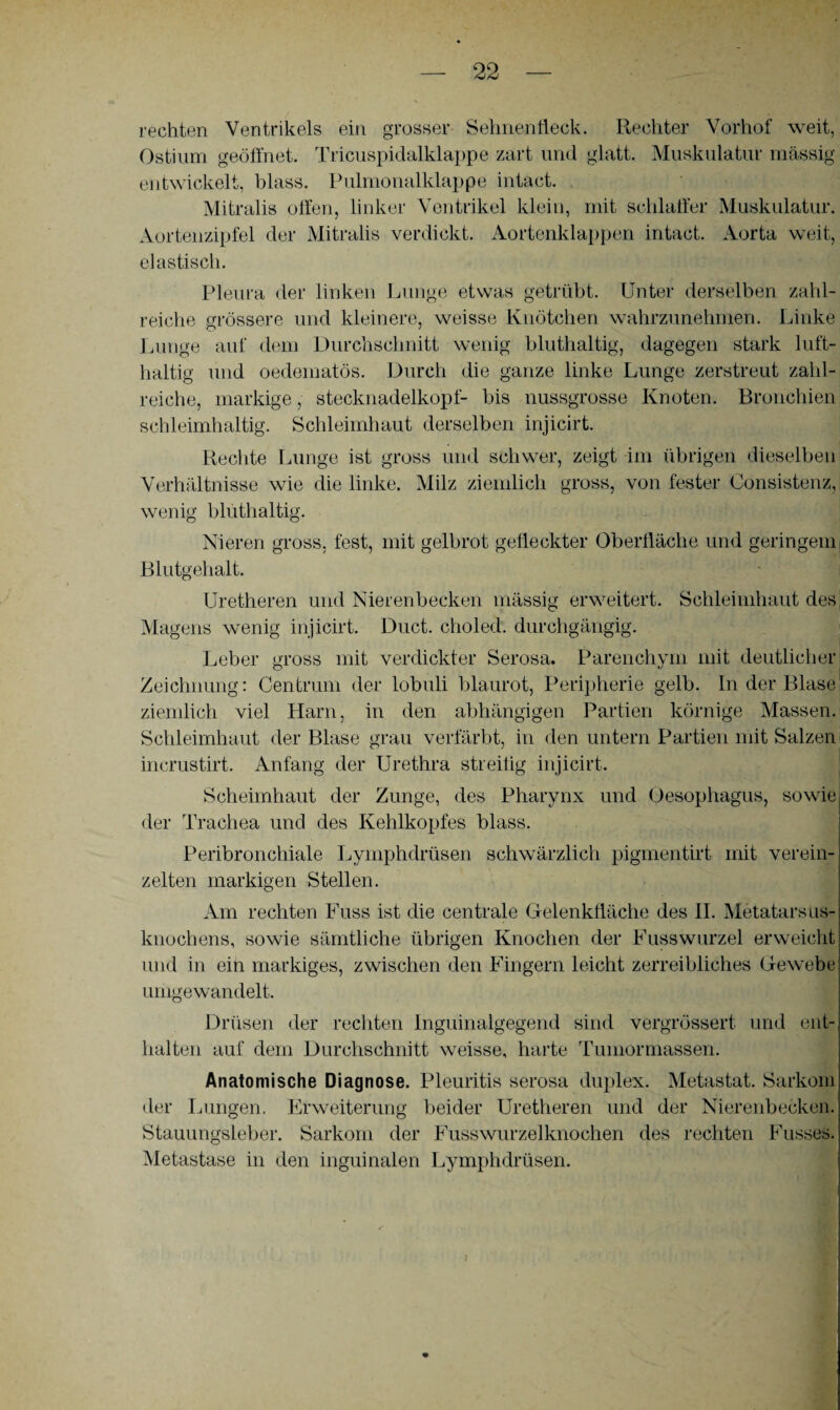 rechten Ventrikels ein grosser Sehnenfleck. Rechter Vorhof weit, Ostium geöffnet. Tricuspidalklappe zart und glatt. Muskulatur massig entwickelt, blass. Pulmonalklappe intact. Mitralis offen, linker Ventrikel klein, mit schlaffer Muskulatur. Aortenzipfel der Mitralis verdickt. Aortenklappen intact. Aorta weit, elastisch. Pleura der linken Lunge etwas getrübt. Unter derselben zahl¬ reiche grössere und kleinere, weisse Knötchen wahrzunehmen. Linke Lunge auf dem Durchschnitt wenig bluthaltig, dagegen stark luft¬ haltig und oedematös. Durch die ganze linke Lunge zerstreut zahl¬ reiche, markige, stecknadelkopf- bis nussgrosse Knoten. Bronchien schleimhaltig. Schleimhaut derselben injicirt. Rechte Lunge ist gross und schwer, zeigt im übrigen dieselben Verhältnisse wie die linke. Milz ziemlich gross, von fester Oonsistenz, wenig blüthaltig. Nieren gross, fest, mit gelbrot gefleckter Oberfläche und geringem Blutgehalt. Uretheren und Nierenbecken massig erweitert. Schleimhaut des Magens wenig injicirt. Duct. choled. durchgängig. Leber gross mit verdickter Serosa. Parenchym mit deutlicher Zeichnung: Centrum der lobuli blaurot, Peripherie gelb. In der Blase ziemlich viel Harn, in den abhängigen Partien körnige Massen. Schleimhaut der Blase grau verfärbt, in den untern Partien mit Salzen incrustirt. Anfang der Urethra streitig injicirt. Scheimhaut der Zunge, des Pharynx und Oesophagus, sowie der Trachea und des Kehlkopfes blass. Peribronchiale Lymphdrüsen schwärzlich pigmentirt mit verein¬ zelten markigen Stellen. Am rechten Fuss ist die centrale Gelenkfläche des II. Metatarsus¬ knochens, sowie sämtliche übrigen Knochen der Fusswurzel erweicht und in ein markiges, zwischen den Fingern leicht zerreibliches Gewebe umgewandelt. Drüsen der rechten Inguinalgegend sind vergrössert und ent¬ halten auf dem Durchschnitt weisse, harte Tumormassen. Anatomische Diagnose. Pleuritis serosa duplex. Metastat. Sarkom der Lungen. Erweiterung beider Uretheren und der Nierenbecken. Stauungsleber. Sarkom der Fusswurzelknochen des rechten Fusses. Metastase in den inguinalen Lymphdrüsen. I