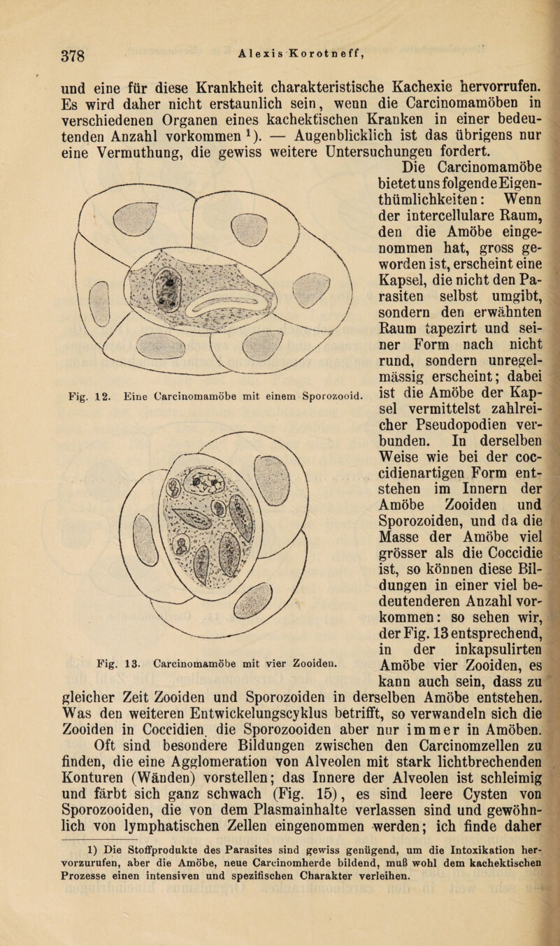 Fig. 12. Eine Carcinomamöbe mit einem Sporozooid. und eine für diese Krankheit charakteristische Kachexie hervorrufen. Es wird daher nicht erstaunlich sein, wenn die Carcinomamöben in verschiedenen Organen eines kachektischen Kranken in einer bedeu¬ tenden Anzahl Vorkommen1). — Augenblicklich ist das übrigens nur eine Vermuthung, die gewiss weitere Untersuchungen fordert. Die Carcinomamöbe bietet uns folgendeEigen- thümlichkeiten: Wenn der intercellulare Raum, den die Amöbe einge¬ nommen hat, gross ge¬ worden ist, erscheint eine Kapsel, die nicht den Pa¬ rasiten selbst umgibt, sondern den erwähnten Raum tapezirt und sei¬ ner Form nach nicht rund, sondern unregel¬ mässig erscheint; dabei ist die Amöbe der Kap¬ sel vermittelst zahlrei¬ cher Pseudopodien ver¬ bunden. In derselben Weise wie bei der coc- cidienartigen Form ent¬ stehen im Innern der Amöbe Zooiden und Sporozoiden, und da die Masse der Amöbe viel grösser als die Coccidie ist, so können diese Bil¬ dungen in einer viel be¬ deutenderen Anzahl Vor¬ kommen: so sehen wir, der Fig. 13 entsprechend, in der inkapsulirten Amöbe vier Zooiden, es kann auch sein, dass zu gleicher Zeit Zooiden und Sporozoiden in derselben Amöbe entstehen. Was den weiteren Entwickelungscyklus betrifft, so verwandeln sich die Zooiden in Coccidien die Sporozooiden aber nur immer in Amöben. Oft sind besondere Bildungen zwischen den Carcinomzellen zu finden, die eine Agglomeration von Alveolen mit stark lichtbrechenden Konturen (Wänden) vorstellen; das Innere der Alveolen ist schleimig und färbt sich ganz schwach (Fig. 15), es sind leere Cysten von Sporozooiden, die von dem Plasmainhalte verlassen sind und gewöhn¬ lich von lymphatischen Zellen eingenommen werden; ich finde daher Fig. 13- Carcinomamöbe mit vier Zooiden. 1) Die Stoffprodukte des Parasites sind gewiss genügend, um die Intoxikation her¬ vorzurufen, aber die Amöbe, neue Carcinomherde bildend, muß wohl dem kachektischen Prozesse einen intensiven und spezifischen Charakter verleihen.