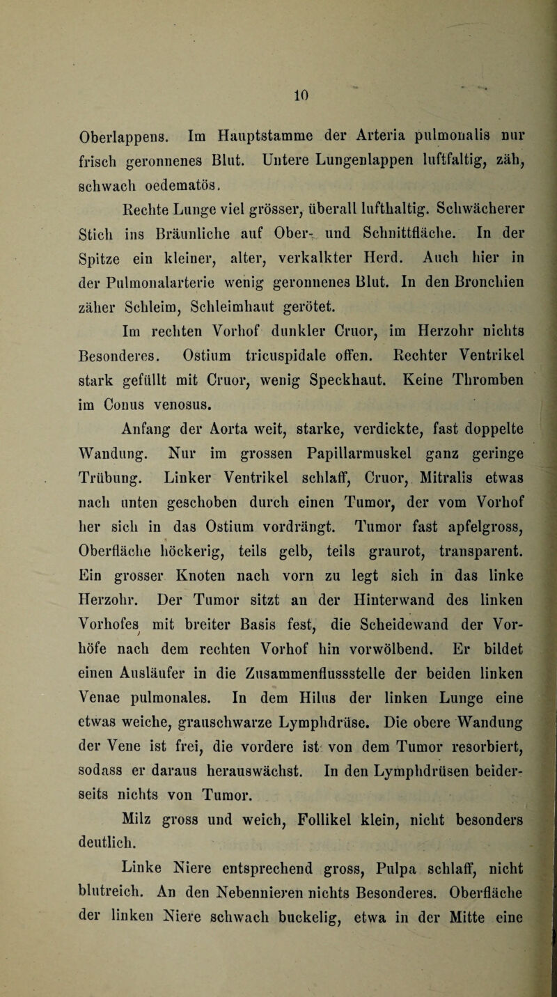 Oberlappens. Im Hauptstamme der Arteria pulmonalis nur frisch geronnenes Blut. Untere Lungenlappen luftfaltig, zäh, schwach oedematös. Rechte Lunge viel grösser, überall lufthaltig. Schwächerer Stich ins Bräunliche auf Ober- und Schnittfläche. In der Spitze ein kleiner, alter, verkalkter Herd. Auch hier in der Pulmonalarterie wenig geronnenes Blut. In den Bronchien zäher Schleim, Schleimhaut gerötet. Im rechten Vorhof dunkler Cruor, im Herzohr nichts Besonderes. Ostium tricuspidale offen. Rechter Ventrikel stark gefüllt mit Cruor, wenig Speckhaut. Keine Thromben im Conus venosus. Anfang der Aorta weit, starke, verdickte, fast doppelte Wandung. Nur im grossen Papillarmuskel ganz geringe Trübung. Linker Ventrikel schlaff, Cruor, Mitralis etwas nach unten geschoben durch einen Tumor, der vom Vorhof her sich in das Ostium vordrängt. Tumor fast apfelgross, Oberfläche höckerig, teils gelb, teils graurot, transparent. Ein grosser Knoten nach vorn zu legt sich in das linke Herzohr. Der Tumor sitzt an der Hinterwand des linken Vorhofes mit breiter Basis fest, die Scheidewand der Vor- liöfe nach dem rechten Vorhof hin vorwölbend. Er bildet einen Ausläufer in die Zusammenflussstelle der beiden linken Venae pulmonales. In dem Hilus der linken Lunge eine etwas weiche, grauschwarze Lymphdrüse. Die obere Wandung der Vene ist frei, die vordere ist von dem Tumor resorbiert, sodass er daraus herauswächst. In den Lymphdrüsen beider¬ seits nichts von Tumor. Milz gross und weich, Follikel klein, nicht besonders deutlich. Linke Niere entsprechend gross, Pulpa schlaff, nicht blutreich. An den Nebennieren nichts Besonderes. Oberfläche der linken Niere schwach buckelig, etwa in der Mitte eine