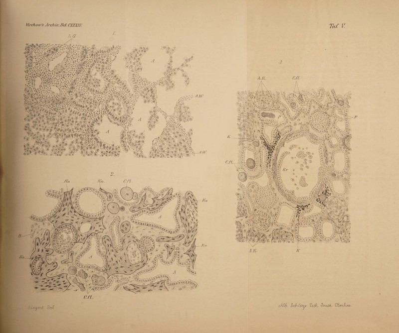 W/'c/iohK? Archiv'. Bd. CXJXIV. dJV L% <0!» -r:J*PÄm ■»»' '/ c» » /fr Kr. an. an. ÖAje-i^A dctZ Tai: V. 3 A.E. CJi. AE. K S/cfl' 'V £ttA., $)/Vuöh. CS/OvIaA^- h-
