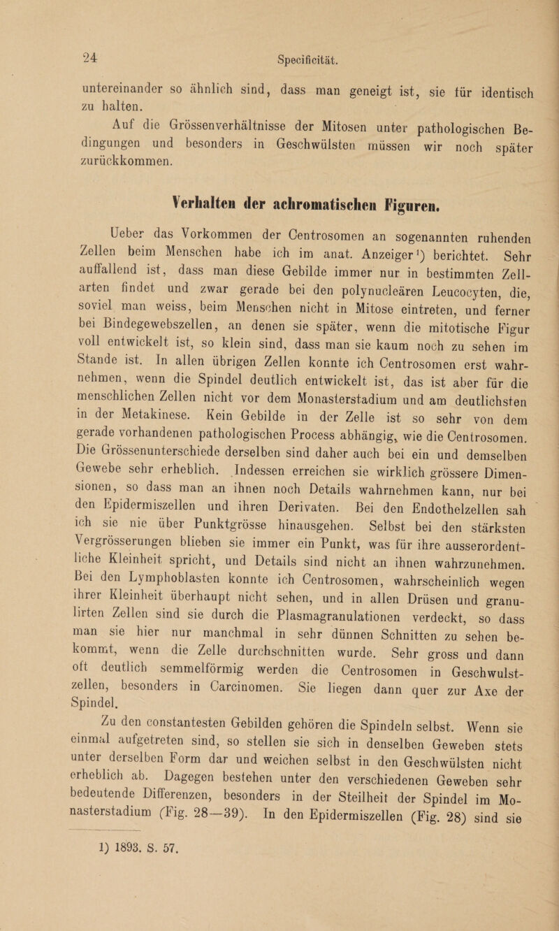 untereinander so ähnlich sind, dass man geneigt ist, sie für identisch zu halten. Auf die Grössenverhältnisse der Mitosen unter pathologischen Be¬ dingungen und besonders in Geschwülsten müssen wir noch später zurückkommen. Verhalten der achromatischen Figuren« lieber das Vorkommen der Centrosomen an sogenannten ruhenden Zellen beim Menschen habe ich im anat. Anzeiger1) berichtet. Sehr auffallend ist, dass man diese Gebilde immer nur in bestimmten Zell¬ arten findet und zwar gerade bei den polynucleären Leucocyten, die, soviel man weiss, beim Menschen nicht in Mitose eintreten, und ferner bei Bindegewebszellen, an denen sie später, wenn die mitotische Figur voll entwickelt ist, so klein sind, dass man sie kaum noch zu sehen im Stande ist. ln allen übrigen Zellen konnte ich Centrosomen erst wahr¬ nehmen, wenn die Spindel deutlich entwickelt ist, das ist aber für die menschlichen Zellen nicht vor dem Monasterstadium und am deutlichsten m der Metakinese. Kein Gebilde in der Zelle ist so sehr von dem gerade vorhandenen pathologischen Process abhängig, wie die Centrosomen. Die Grössenunterschiede derselben sind daher auch bei ein und demselben (jewebe sehr erheblich. Indessen erreichen sie wirklich grössere Dimen¬ sionen, so dass man an ihnen noch Details wahrnehmen kann, nur bei den Epidermiszellen und ihren Derivaten. Bei den Endothelzellen sah ich sie nie über Punktgrösse hinansgehen. Selbst bei den stärksten Vergrösserungen blieben sie immer ein Punkt, was für ihre ausserordent¬ liche Kleinheit spricht, und Details sind nicht an ihnen wahrzunehmen. Bei den Lymphoblasten konnte ich Centrosomen, wahrscheinlich wegen ihrti Kleinheit überhaupt nicht sehen, und in allen Drüsen und granu- lirten Zellen sind sie durch die Plasmagranulationen verdeckt, so dass man sie hier nur manchmal in sehr dünnen Schnitten zu sehen be¬ kommt, wenn die Zelle durchschnitten wurde. Sehr gross und dann oft deutlich semmelförmig werden die Centrosomen in Geschwulst¬ zellen, besonders in Carcinomen. Sie liegen dann quer zur Axe der Spindel. Zu den constantesten Gebilden gehören die Spindeln selbst. Wenn sie einmal aufgetreten sind, so stellen sie sich in denselben Geweben stets unter derselben Form dar und weichen selbst in den Geschwülsten nicht erheblich ab. Dagegen bestehen unter den verschiedenen Geweben sehr bedeutende Differenzen, besonders in der Steilheit der Spindel im Mo¬ nasterstadium (Big. 28—39). In den Epidermiszellen (Fig. 28) sind sie 1) 1893. S. 57.