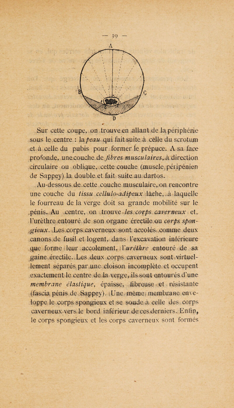 A D Sur cette coupe, on trouve en allant de la périphérie sous le centre : la/>eaw..q,ui fait.suite à .celle du scrotuHi et àvcelledu pubis pour former fe prépuce. A sa face profonde, une couche de fibres, musculaires,A direction circulaire ou oblique, cette couche (jmusclevpéripénien de Sappey)da doubleet faibsuite.au.dantos. Au-dessous de. cette xauche musculaire,on rencontre une couche du tissu cellulo-adipeux Ikcht, A laquelle le fourreau de la verge doit sa grande mobilité sur le .,pénis..rAu .centre, .on 4trouve des, corps caverweux et, 1 urèthre .entourée de son organe érectileou corps spon- ^gieux. kLes corpsxaverneux^sont accolésccomme .deux canons dei fusil ot logent, dans-r l’excavatian inférieure .quedforme ^ leur * accolement, 1 Wurêàhre entouré de sa gaine.érectile.iLes deux corps caverneux sont^virtueL lement séparés par une xloison incomplèteiet occupent .exactement le centrede la^ verge^ils sont entourés d’une membrane élastique, épaisse, âbreuse . et. résistante (fascia pénis dei^-Sappey). iUne, mêmei membraHe enve¬ loppe le corps spongieux et se soudeù. celle des corps caverneux vers le bord inférieurH de ces derniers. Enfin ^ le corps spongieux et les corps caverneux sont formés