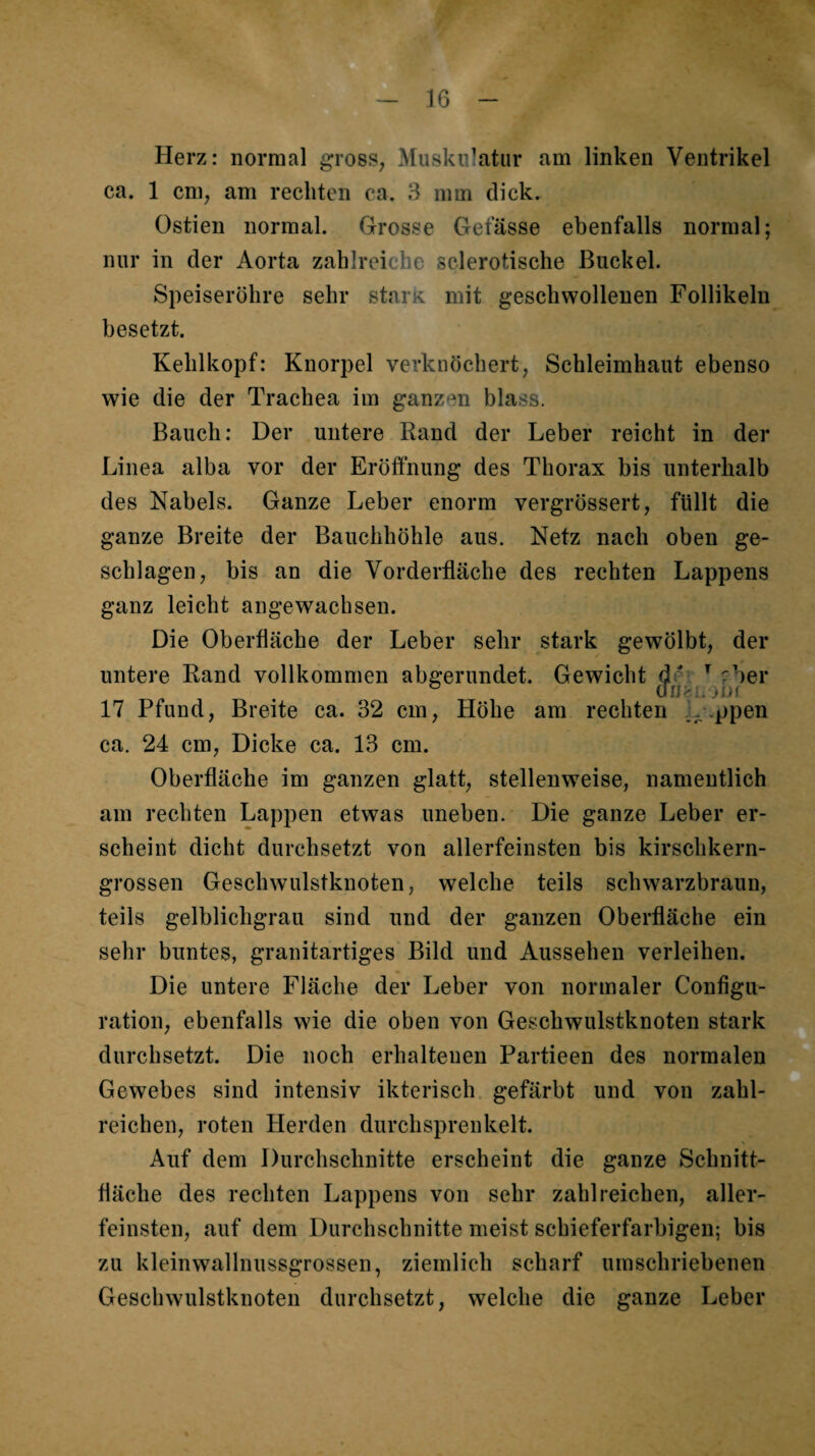 Herz: normal grosS; Muskulatur am linken Ventrikel ca. 1 cm, am rechten ca. 3 mm dick. Ostien normal. Grosse Getasse ebenfalls normal; nur in der Aorta zahlreiche sclerotische Buckel. Speiseröhre sehr starK mit geschwollenen Follikeln besetzt. Kehlkopf: Knorpel verknöchert, Schleimhaut ebenso wie die der Trachea im ganzen blass. Bauch: Der untere Rand der Leber reicht in der Linea alba vor der Eröffnung des Thorax bis unterhalb des Nabels. Ganze Leber enorm vergrössert, füllt die ganze Breite der Bauchhöhle aus. Netz nach oben ge¬ schlagen, bis an die Vorderfläche des rechten Lappens ganz leicht angewachsen. Die Oberfläche der Leber sehr stark gewölbt, der untere Rand vollkommen abgerundet. Gewicht de [ ^ ;ber 17 Pfund, Breite ca. 32 cm, Höhe am rechten ^-.ppen ca. 24 cm, Dicke ca. 13 cm. Oberfläche im ganzen glatt, stellenweise, namentlich am rechten Lappen etwas uneben. Die ganze Leber er¬ scheint dicht durchsetzt von allerfeinsten bis kirschkern¬ grossen Geschwulstknoten, welche teils schwarzbraun, teils gelblichgrau sind und der ganzen Oberfläche ein sehr buntes, granitartiges Bild und Aussehen verleihen. Die untere Fläche der Leber von normaler Configu- ration, ebenfalls wie die oben von Geschwulstknoten stark durchsetzt. Die noch erhaltenen Partieen des normalen Gewebes sind intensiv ikterisch gefärbt und von zahl¬ reichen, roten Herden durchsprenkelt. Auf dem Durchschnitte erscheint die ganze Schnitt¬ fläche des rechten Lappens von sehr zahlreichen, aller¬ feinsten, auf dem Durchschnitte meist schieferfarbigen; bis zu kleinwallnussgrossen, ziemlich scharf umschriebenen Geschwulstknoten durchsetzt, welche die ganze Leber