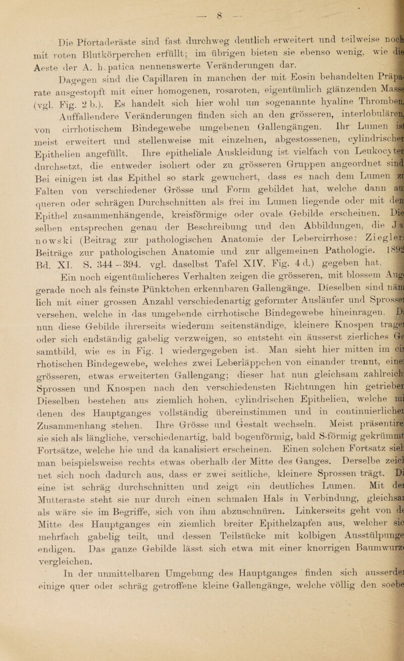 Die Pfortaderäste sind fast durchweg deutlich erweitert und teilweise noch mit roten Blutkörperchen erfüllt; im übrigen bieten sie ebenso wenig, wie die Aeste der A. fupatica nennenswerte Veränderungen dar. Dagegen sind die Capillaren in manchen der mit Eosin behandelten Präpa¬ rate ausgestopft mit einer homogenen, rosaroten, eigentümlich glänzenden Masse (vgl. Fig. 2 b.). Es handelt sich hier wohl um sogenannte hyaline Thromben. Auffallendere Veränderungen finden sich an den grösseren, interlobulären, von cirrhotischem Bindegewebe umgebenen Gallengängen. Ihr Lumen ist meist erweitert und stellenweise mit einzelnen, abgestossenen, cylindrischen Epithelien angefüllt. Lire epitheliale Auskleidung ist vielfach von Leukoester durchsetzt, die entweder isoliert oder zu grösseren Gruppen angeordnet sind Bei einigen ist das Epithel so stark gewuchert, dass es nach dem Lumen zi Balten von verschiedener Grösse und Form gebildet hat, welche dann au queren oder schrägen Durchschnitten als frei im Lumen liegende oder mit den Epithel zusammenhängende, kreisförmige oder ovale Gebilde erscheinen.. Die selben entsprechen genau der Beschreibung und den Abbildungen, die Jd nowski (Beitrag zur pathologischen Anatomie der Lebercirrhose: Ziegler] Beiträge zur pathologischen Anatomie und zur allgemeinen Pathologie. 1892 Bd. XI. S. 344-394. vgl. daselbst Tafel XIV. Fig. 4 d.) gegeben hat. || Ein noch eigentümlicheres Verhalten zeigen die grösseren, mit blossem Augi gerade noch als feinste Pünktchen erkennbaren Gallengänge. Dieselben sind näm lieh mit einer grossen Anzahl verschiedenartig geformter Ausläufer und Sprosser versehen, welche in das umgebende cirrhotische Bindegewebe hineinragen, nun diese Gebilde ihrerseits wiederum seitenständige, kleinere Knospen trage] oder sich endständig gabelig verzweigen, so entsteht ein äusserst zierliches Q| samtbild, wie es in Fig. 1 wiedergegeben ist. Man sieht hier mitten im cu rhotischen Bindegewebe, welches zwei Leberläppchen von einander trennt, eine] grösseren, etwas erweiterten Gallengang; dieser hat nun gleichsam zahlreich Sprossen und Knospen nach den verschiedensten Richtungen hin getrieber Dieselben bestehen aus ziemlich hohen, cylindrisclien Epithelien, welche mi denen des Hauptganges vollständig übereinstimmen und in continuierlichei Zusammenhang stehen. Ihre Grösse und Gestalt wechseln. Meist präsentire sie sich als längliche, verschiedenartig, bald bogenförmig, bald S-förmig gekrümmt Fortsätze, welche hie und da kanalisiert erscheinen. Einen solchen Fortsatz siel man beispielsweise rechts etwas oberhalb der Mitte des Ganges. Derselbe zeicl net sich noch dadurch aus, dass er zwei seitliche, kleinere Sprossen trägt, Di eine ist schräg durchschnitten und zeigt ein deutliches Lumen. Mit dei Mutteraste steht sie nur durch einen schmalen Hals in Verbindung, gleichsai als wäre sie im Begriffe, sich von ihm abzuschnüren. Linkerseits geht von d( Mitte des Hauptganges ein ziemlich breiter Epithelzapfen aus, welcher sic mehrfach gabelig teilt, und dessen Teilstücke mit kolbigen Ausstülpunge endigen. Das ganze Gebilde lässt sich etwa mit einer knorrigen Baumwurz« vergleichen. In der unmittelbaren Umgebung des Hauptganges finden sich ausserdei einige quer oder schräg getroffene kleine Gallengänge, welche völlig den soebe