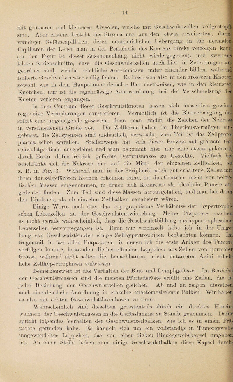 mit grösseren und kleineren Alveolen, welche mit Geschwulstzellen vollgestopft sind. Aber erstens besteht das Stroma nur aus den etwas erweiterten, dünn¬ wandigen Gefässcapillaren, deren continuirlichen Uebergang in die normalen Capillaren der Leber man in der Peripherie des Knotens direkt verfolgen kann (in der Figur ist dieser Zusammenhang nicht wiedergegeben); und zweitens lehren Serienschnitte, dass die Geschwulstzellen auch hier in Zellsträngen an¬ geordnet sind, welche reichliche Anastomosen unter einander bilden, während isolierte Geschwulstnester völlig fehlen. Es lässt sich also in den grosseren Knoten sowohl, wie in dem Haupttumor derselbe Bau nachweisen, wie in den kleinsten Knötchen; nur ist die regelmässige Acinusordnung bei der Verschmelzung der Knoten verloren gegangen. In dem Centrum dieser Geschwulstknoten lassen sich ausserdem gewisse regressive Veränderungen constatieren- Vermutlich ist die Blutversorgung da¬ selbst eine ungenügende gewesen; denn man findet die Zeichen der Nekrose in verschiedenem Grade vor. Die Zellkerne haben ihr Tinctionsvermögen ein- gebüsstr die Zellgrenzen sind undeutlich, verwischt, zum Teil ist das Zellproto¬ plasma schon zerfallen. Stellenweise hat sich dieser Prozess auf grössere Ge- schwulstpartieen ausgedehnt und man bekommt hier nur eine etwas gekörnte, durch Eosin diffus rötlich gefärbte Detritusmasse zu Gesichte. Vielfach be¬ beschränkt sich die Nekrose nur auf die Mitte der einzelnen Zellbalken, so z. B. in Fig. 6. Während man in der Peripherie noch gut erhaltene Zellen mit ihren dunkelgefärbten Kernen erkennen kann, ist das Centrum meist von nekro¬ tischen Massen eingenommen, in denen sich Kernreste als bläuliche Puncte an¬ gedeutet finden. Zum Teil sind diese Massen herausgefallen, und man hat dann den Eindruck, als ob einzelne Zellbalken canalisiert wären. Einige Worte noch über das topographische Verhältniss der hypertrophi¬ schen Leberzellen zu der Geschwulstentwickelung. Meine Präparate machen es nicht gerade wahrscheinlich, dass die Geschwulstbildung aus hypertrophischen Leberzellen hervorgegangen ist. Denn nur vereinzelt habe ich in der Umge¬ bung von Geschwulstknoten einige Zellhypertrophieen beobachten können. Im Gegenteil, in fast allen Präparaten , in denen ich die erste Anlage dos Tumors verfolgen konnte, bestanden die betreffenden Läppchen aus Zellen von normaler Grösse, während nicht selten die benachbarten, nicht entarteten Acini erheb¬ liche Zellhypertrophieen aufwiesen. Bemeikenswert ist das Verhalten der Blut- und Lymphgefässe. Im Bereiche der Geschwulstmassen sind die meisten Pfortaderäste erfüllt mit Zellen, die in jeder Beziehung den Geschwulstzellen gleichen. Ab und zu zeigen dieselben auch eine deutliche Anordnung in einzelne anastomosierende Balken. Wir haben es also mit echten Geschwulstthrombosen zu thun. Wahrscheinlich sind dieselben grösstenteils durch ein direktes Hinein¬ wuchern der Geschwulstmassen in die Geiasslumina zu Stande gekommen. Dafür spricht folgendes Verhalten der Geschwulstzeilbalken, wie ich es in einem Prä¬ parate gefunden habe. Es handelt sich um ein vollständig in Tumorgewebe umgewandeltes Läppchen, das von einer dicken Bindegewebskapsel umgeben ist. An einer Stelle haben nun einige Geschwulstbalken diese Kapsel durch- I