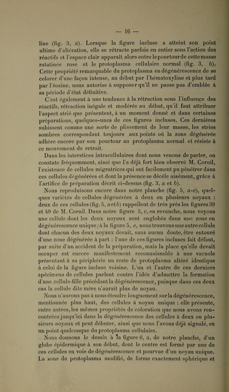 line (fig. 3, a). Lorsque la figure incluse a atteint son point ultime d’altération, elle se rétracte parfois en entier sous l’action des réactifs et l’espace clair apparaît alors entre lepourtourde cette masse ratatinée rose et le protoplasma cellulaire normal (fig. 3, b). Cette propriété remarquable du protoplasma en dégénérescence de se colorer d’une façon intense, au début par l’hématoxyline et plus tard par l’éosine, nous autorise à supposer qu’il ne passe pas d’emblée à sa période d’état définitive. C’est également à une tendance à la rétraction sous l’influence des réactifs, rétraction inégale et modérée au début, qu’il faut attribuer l’aspect strié que présentent, à un moment donné et dans certaines préparations, quelques-unes de ces figures incluses. Ces dernières subissent comme une sorte de plissement de leur masse, les stries sombres correspondant toujours aux points où la zone dégénérée adhère encore par son pourtour au protoplasma normal et résiste à ce mouvement de retrait. Dans les interstices intracellulaires dont nous venons de parler, on constate fréquemment, ainsi que l’a déjà fort bien observé M. Cornil, l’existence de cellules migratrices qui ont facilement pu pénétrer dans ces cellules dégénérées et dont la présence se décèle aisément, grâce à l’artifice de préparation décrit ci-dessus (fig. 3, a et b). Nous reproduisons encore dans notre planche (fig. 5, a-e), quel¬ ques variétés de cellules dégénérées à deux ou plusieurs noyaux : deux de ces cellules (fig. 5, aetb) rappellent de très près les figures39 et 49 de M. Cornil. Dans notre figure 5, c, en revanche, nous voyons une cellule dont les deux noyaux sont englobés dans une zone en dégénérescence unique; à la figure 5, e, nous trouvons une autre cellule dont chacun des deux novaux devait, sans aucun doute, être entouré d’une zone dégénérée à part : l’une de ces figures incluses fait défaut, par suite d’un accident de la préparation, mais la place qu’elle devait occuper est encore manifestement reconnaissable à une vacuole présentant à sa périphérie un reste de protoplasma altéré identique à celui de la figure incluse voisine. L’un et l’autre de ces derniers spécimens de cellules parlent contre l’idée d’admettre la formation d’une cellule-fille précédant la dégénérescence, puisque dans ces deux cas la cellule dite mère n’aurait plus de noyau. Nous n’aurons pas à nous étendre longuement sur la dégénérescence, mentionnée plus haut, des cellules à noyau unique : elle présente, entre autres, les mêmes propriétés de coloration que nous avons ren¬ contrées jusqu’ici dans la dégénérescence des cellules à deux ou plu¬ sieurs noyaux et peut débuter, ainsi que nous l’avons déjà signalé, en un point quelconque du protoplasma cellulaire. Nous donnons le dessin à la figure 6, a, de notre planche, d’un globe épidermique à son début, dont le centre est formé par une de ces cellules en voie de dégénérescence et pourvue d’un noyau unique. La zone de protoplasma modifié, de forme exactement sphérique et