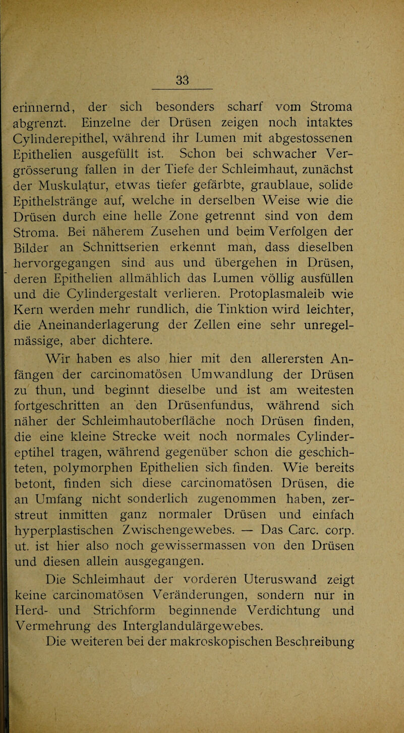 erinnernd, der sich besonders scharf vom Stroma abgrenzt. Einzelne der Drüsen zeigen noch intaktes Cylinderepithel, während ihr Lumen mit abgestossenen Epithelien ausgefüllt ist. Schon bei schwacher Ver- grösserung fallen in der Tiefe der Schleimhaut, zunächst der Muskulatur, etwas tiefer gefärbte, graublaue, solide Epitheistränge auf, welche in derselben Weise wie die Drüsen durch eine helle Zone getrennt sind von dem Stroma. Bei näherem Zusehen und beim Verfolgen der Bilder an Schnittserien erkennt mail, dass dieselben hervorgegangen sind aus und übergehen in Drüsen, deren Epithelien allmählich das Lumen völlig ausfüllen und die Cylindergestalt verlieren. Protoplasmaleib wie Kern werden mehr rundlich, die Tinktion wird leichter, die Aneinanderlagerung der Zellen eine sehr unregel¬ mässige, aber dichtere. Wir haben es also hier mit den allerersten An¬ fängen der carcinomatösen Umwandlung der Drüsen zu thun, und beginnt dieselbe und ist am weitesten fortgeschritten an den Drüsenfundus, während sich näher der Schleimhautoberfläche noch Drüsen finden, die eine kleine Strecke weit noch normales Cylinder- eptihel tragen, während gegenüber schon die geschich¬ teten, polymorphen Epithelien sich finden. Wie bereits betont, finden sich diese carcinomatösen Drüsen, die an Umfang nicht sonderlich zugenommen haben, zer¬ streut inmitten ganz normaler Drüsen und einfach hyperplastischen Zwischengewebes. — Das Care. corp. ut. ist hier also noch gewissermassen von den Drüsen und diesen allein ausgegangen. Die Schleimhaut der vorderen Uteruswand zeigt keine carcinomatösen Veränderungen, sondern nur in Herd- und Strichform beginnende Verdichtung und Vermehrung des Interglandulärgewebes. Die weiteren bei der makroskopischen Beschreibung