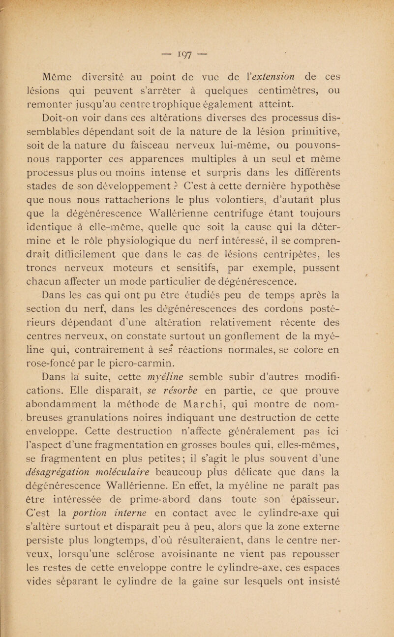 Même diversité au point de vue de l'extension de ces lésions qui peuvent s’arrêter à quelques centimètres, ou remonter jusqu’au centre trophique également atteint. Doit-on voir dans ces altérations diverses des processus dis¬ semblables dépendant soit de la nature de la lésion primitive, soit de la nature du faisceau nerveux lui-même, ou pouvons- nous rapporter ces apparences multiples à un seul et même processus plus ou moins intense et surpris dans les différents stades de son développement ? C’est à cette dernière hypothèse que nous nous rattacherions le plus volontiers, d’autant plus que la dégénérescence Wallérienne centrifuge étant toujours identique à elle-même, quelle que soit la cause qui la déter¬ mine et le rôle physiologique du nerf intéressé, il se compren¬ drait difficilement que dans le cas de lésions centripètes, les troncs nerveux moteurs et sensitifs, par exemple, pussent chacun affecter un mode particulier de dégénérescence. Dans les cas qui ont pu être étudiés peu de temps après la section du nerf, dans les dégénérescences des cordons posté¬ rieurs dépendant d’une altération relativement récente des centres nerveux, on constate surtout un gonflement de la myé¬ line qui, contrairement à ses réactions normales, se colore en rose-foncé par le picro-carmin. Dans la suite, cette myéline semble subir d’autres modifi¬ cations. Elle disparaît, se résorbe en partie, ce que prouve abondamment la méthode de Marc h i, qui montre de nom¬ breuses granulations noires indiquant une destruction de cette enveloppe. Cette destruction n’affecte généralement pas ici l’aspect d’une fragmentation en grosses boules qui, elles-mêmes, se fragmentent en plus petites; il s’agit le plus souvent d’une Êt désagrégation moléculaire beaucoup plus délicate que dans la dégénérescence Wallérienne. En effet, la myéline ne paraît pas être intéressée de prime-abord dans toute son épaisseur. C’est la portion interne en contact avec le cylindre-axe qui s’altère surtout et disparaît peu à peu, alors que la zone externe persiste plus longtemps, d’où résulteraient, dans le centre ner¬ veux, lorsqu’une sclérose avoisinante ne vient pas repousser les restes de cette enveloppe contre le cylindre-axe, ces espaces vides séparant le cylindre de la gaîne sur lesquels ont insisté