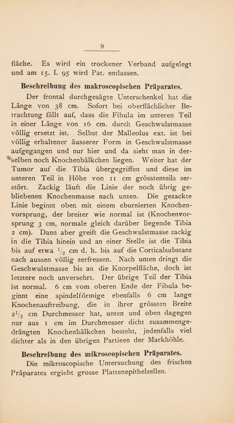 fläche. Es wird ein trockener Verband aufgelegt und am 15. I. 95 wird Pat. entlassen. Beschreibung des makroseopisclien Präparates. Der frontal durchgesägte Unterschenkel hat die Länge von 38 cm. Sofort bei oberflächlicher Be¬ trachtung fällt auf, dass die Fibula im unteren Teil in einer Länge von 16 cm. durch Geschwulstmasse völlig ersetzt ist. Selbst der Malleolus ext. ist bei völlig erhaltener äusserer Form in Geschwulstmasse aufgegangen und nur hier und da sieht man in der¬ selben noch Knochenbälkchen liegen. Weiter hat der Tumor auf die Tibia übergegriffen und diese im unteren Teil in Höhe von 11 cm grösstenteils zer¬ stört. Zackig läuft die Linie der noch übrig ge¬ bliebenen Knochenmasse nach unten. Die gezackte Linie beginnt oben mit einem eburnierten Knochen¬ vorsprung, der breiter wie normal ist (Knochenvor¬ sprung 3 cm, normale gleich darüber liegende Tibia 2 cm). Dann aber greift die Geschwulstmasse zackig in die Tibia hinein und an einer Stelle ist die Tibia bis auf etwa 1/2 cm d. h. bis auf die Corticalsubstanz nach aussen völlig zerfressen. Nach unten dringt die Geschwulstmasse bis an die Knorpelfläche, doch ist letztere noch unversehrt. Der übrige Teil der Tibia ist normal. 6 cm vom oberen Ende der Fibula be¬ ginnt eine spindelförmige ebenfalls 6 cm lange Knochenauftreibung, die in ihrer grössten Breite 21/2 cm Durchmesser hat, unten und oben dagegen nur aus 1 cm im Durchmesser dicht zusammenge¬ drängten Knochenbälkchen besteht, jedenfalls viel dichter als in den übrigen Partieen der Markhöhle. Beschreibung des mikroscopisclien Präparates. Die mikroscopische Untersuchung des frischen Präparates ergiebt grosse Plattenepithelzellen.