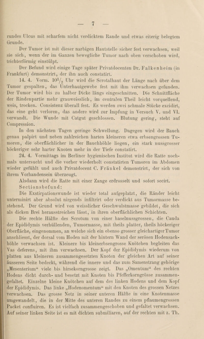 rundes Ulcus mit scharfem nicht Verdichtern Rande und etwas eiterig- belegtem Grunde. Der Tumor ist mit dieser narbigen Hautstelle sicher fest verwachsen, weil sie sich, wenn der im Ganzen bewegliche Tumor nach oben verschoben wird, trichterförmig einstülpt. Der Befund wird einige Tage später Privatdocenten Dr. Falken heim (in Frankfurt) demonstrirt, der ihn auch constatirt. 14. 4. Vorm. 10y2 Uhr wird die Scrotalhaut der Länge nach über dem Tumor gespalten, das Unterhautgewebe fest mit ihm verwachsen gefunden. Der Tumor wird bis zu halber Dicke längs eingeschnitten. Die Schnittfläche der Rindenpartie mehr grauweisslich, im centralen Theil leicht vorquellend, weis, trocken. Consistenz überall fest. Es werden zwei schmale Stücke excidirt, das eine geht verloren, das andere wird zur Impfung in Versuch V. und VI. verwandt. Die Wunde mit Catgut geschlossen. Blutung gering, steht auf Compression. In den nächsten Tagen geringe Schwellung. Dagegen wird der Bauch genau palpirt und neben zahlreichen harten kleineren etwa erbsengrossen Tu¬ moren, die oberflächlicher in der Bauchhöhle liegen, ein stark nussgrosser höckeriger sehr harter Knoten mehr in der Tiefe constatirt. 24. 4. Vormittags im Berliner hygienischen Institut wird die Ratte noch¬ mals untersucht und die vorher wiederholt constatirten Tumoren im Abdomen wieder gefühlt und auch Privatdocent C. Fränkel demonstrirt, der sich von ihrem Vorhandensein überzeugt. Alsdann wird die Ratte mit einer Zange erdrosselt und sofort secirt. Sectionsbefund: Die Exstirpationswunde ist wieder total aufgeplatzt, die Ränder leicht unterminirt aber absolut nirgends infiltrirt oder verdickt aus Tumormasse be¬ stehend. Der Grund wird von weisslicher Geschwulstmasse gebildet, die sich als dicken Brei herausstreichen lässt, in ihren oberflächlichen Schichten. Die rechte Hälfte des Scrotum von einer haselnussgrossen, die Cauda der Epididymis verhüllenden, Tumormasse, mit theils platter, theils höckeriger Oberfläche, eingenommen, an welche sich ein ebenso grosser gleichartiger Tumor anschliesst, der dorsal vom Hoden mit der hintern Wand der serösen Hodensack¬ höhle verwachsen ist. Kleinere bis kleinerbsengrosse Knötchen begleiten das Vas deferens, mit ihm verwachsen. Der Kopf der Epididymis wiederum von platten aus kleineren zusammengesetzten Knoten der gleichen Art auf seiner äusseren Seite bedeckt, während die innere und das zum Samenstrang gehörige „Mesenterium“ viele bis hirsekorngrosse zeigt. Das „Omentum“ des rechten Hodens dicht durch- und besetzt mit Knoten bis Pfefferkorngrösse zusammen- gefaltet. Einzelne kleine Knötchen auf dem des linken Hodens und dem Kopf der Epididymis. Das linke „Hodenomentum“ mit den Knoten des grossen Netzes verwachsen. Das grosse Netz in seiner unteren Hälfte in eine Knotenmasse umgewandelt , die in der Mitte des unteren Randes zu einem pflaumengrossen Packet coniluiren. Es ist vielfach zusammengeschoben und gefaltet verwachsen. Auf seiner linken Seite ist es mit dichten submiliaren, auf der rechten mit z. Th.