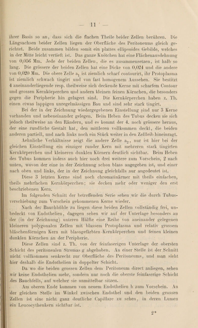 ihrer Basis so an, dass sich die flachen Theile beider Zellen berühren. Lde Längsachsen beider Zellen liegen der Oberfläche des Peritoneums gleich ge¬ richtet. Beide zusammen bilden somit ein plattes ellipsoides Gebilde, welches in der Mitte leicht vertieft ist. Das ganze Knötchen hat eine Flächenausdehnung von 0,056 Mm. Jede der beiden Zellen, die es zusammensetzen, ist halb so lang. Die grössere der beiden Zellen hat eine Dicke von 0,024 und die andere von 0,020 Mm. Die obere Zelle ax ist ziemlich scharf contourirt, ihr Protoplasma ist ziemlich schwach tingirt und von fast homogenem Aussehen. Sie bestitzt 4 aneinanderliegende resp. theilweise sich deckende Kerne mit scharfem Contour und grossen Kernkörperchen und andern kleinen feinen Körnchen, die besonders gegen die Peripherie hin gelagert sind. Die Kernkörperchen haben z. Th. einen etwas lappigen unregelmässigen Bau und sind sehr stark tingirt. Bei der in der Zeichnung wiedergegebenen Einstellung gind nur 3 Kerne vorhanden und nebeneinander gelegen. Beim Heben des Tubus decken sie sich jedoch theilweise an den Rändern, und es kommt der 4. noch grössere heraus, der eine rundliche Gestalt hat, den mittleren vollkommen deckt, die beiden anderen partiell, und nach links noch ein Stück weiter in den Zellleib hineinragt. Aehnliche Verhältnisse zeigt die andere Zelle a2, nur ist hier bei der gleichen Einstellung ein einziger runder Kern mit mehreren stark tingirten Kernkörperchen und kleineren dunklen Körnern deutlich sichtbar. Beim Heben des Tubus kommen indess auch hier noch drei weitere zum Vorschein, 2 nach unten, wovon der eine in der Zeichnung schon blass angegeben ist, und einer nach oben und links, der in der Zeichnung, gleichfalls nur angedeutet ist. Diese 3 letzten Kerne sind noch chromatinärmer mit theils einfachen, theils mehrfachen Kernkörperchen; sie decken mehr oder weniger den erst beschriebenen Kern. Im folgenden Schnitt der betreffenden Serie sehen wir die durch Tubus¬ verschiebung zum Vorschein gekommenen Kerne wieder. Nach der Bauchhöhle zu liegen diese beiden Zellen vollständig frei, un¬ bedeckt von Endothelien, dagegen sehen wir auf der Unterlage besonders an der (in der Zeichnung) unteren Hälfte eine Reihe von aneinander gelegenen kleineren polygonalen Zellen mit blassem Protoplasma und relativ grossem bläschenförmigen Kern mit blassgefärbten dvernkörperchen und feinen kleinen dunklen Körnchen an der Peripherie. Diese Zellen sind z. Th. von der feinfaserigen Unterlage der obersten Schicht des peritonealen Stromas g abgehoben. An einer Stelle ist der Schnitt nicht vollkommen senkrecht zur Oberfläche des Peritoneums, und man sieht hier deshalb die Endothelien in doppelter Schicht. Da wo die beiden grossen Zellen dem Peritoneum direct anliegen, sehen wir keine Endothelien mehr, sondern nur noch die oberste feinfaserige Schicht des Bauchfells, auf welcher sie unmittelbar sitzen. Am oberen Ende kommen von neuem Endothelien b zum Vorschein. An der gleichen Stelle im Winkel zwischen Endothel und den beiden grossen Zellen ist eine nicht ganz deutliche Capillare zu sehen, in deren Lumen ein Leucocvthenkern sichtbar ist.