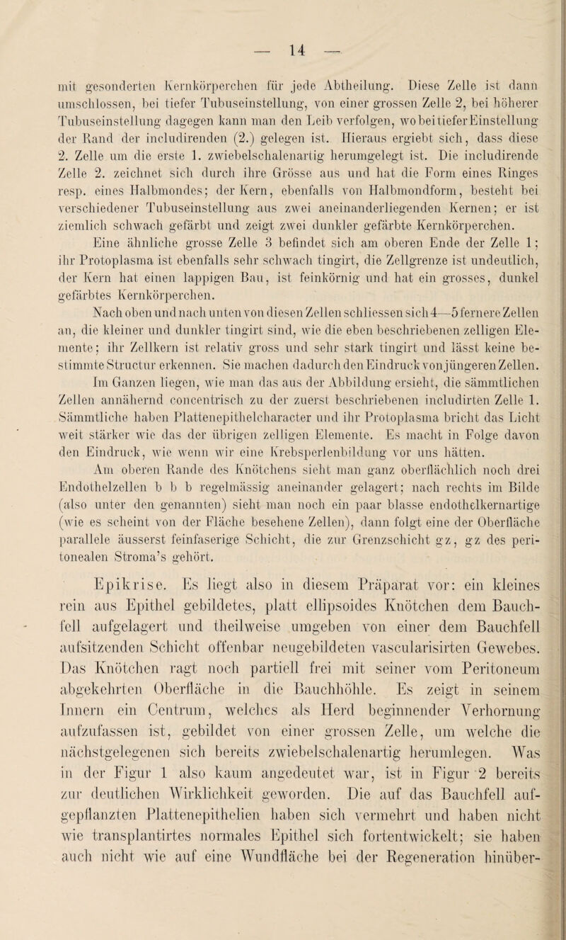 mit gesonderten Kernkörper dien für jede Abtheilung. Diese Zelle ist dann umschlossen, bei tiefer Tubuseinstellung, von einer grossen Zelle 2, bei höherer Tubuseinstellung dagegen kann man den Leib verfolgen, wo bei tiefer Einstellung der Rand der includirenden (2.) gelegen ist. Hieraus ergiebt sich, dass diese 2. Zelle um die erste 1. zwiebelschalenartig herumgelegt ist. Die includirende Zelle 2. zeichnet sich durch ihre Grösse aus und hat die Form eines Ringes resp. eines Halbmondes; der Kern, ebenfalls von Halbmondform, besteht bei verschiedener Tubuseinstellung aus zwei aneinanderliegenden Kernen; er ist ziemlich schwach gefärbt und zeigt zwei dunkler gefärbte Kernkörperchen. Eine ähnliche grosse Zelle 3 befindet sich am oberen Ende der Zelle 1; ihr Protoplasma ist ebenfalls sehr schwach tingirt, die Zellgrenze ist undeutlich, der Kern hat einen lappigen Bau, ist feinkörnig und hat ein grosses, dunkel gefärbtes Kernkörperchen. Nach oben undnach unten von diesen Zellen schliessen sich4—5fernere Zellen an, die kleiner und dunkler tingirt sind, wie die eben beschriebenen zelligen Ele¬ mente ; ihr Zellkern ist relativ gross und sehr stark tingirt und lässt keine be¬ stimmte Structur erkennen. Sie machen dadurch den Eindruck vonjüngeren Zellen. Im Ganzen liegen, wie man das aus der Abbildung ersieht, die sämmtlichen Zellen annähernd concentrisch zu der zuerst beschriebenen includirten Zelle 1. Sämmtliche haben Plattenepithelcharacter und ihr Protoplasma bricht das Licht weit stärker wie das der übrigen zelligen Elemente. Es macht in Folge davon den Eindruck, wie wenn wir eine Krebsperlenbildung vor uns hätten. Am oberen Rande des Knötchens sieht man ganz oberflächlich noch drei Endothelzellen b b b regelmässig aneinander gelagert ; nach rechts im Bilde (also unter den genannten) sieht man noch ein paar blasse endothelkernartige (wie es scheint von der Fläche besehene Zellen), dann folgt eine der Oberfläche parallele äusserst feinfaserige Schicht, die zur Grenzschicht gz, gz des peri¬ tonealen Stroma’s gehört. Epikrise. Es liegt also in diesem Präparat vor: ein kleines rein ans Epithel gebildetes, platt ellipsoides Knötchen dem Bauch¬ fell aufgelagert und theilweise umgeben von einer dem Bauchfell aufsitzenden Schicht offenbar neugebildeten vascularisirten Gewebes. Das Knötchen ragt noch partiell frei mit seiner vom Peritoneum abgekehrten Oberfläche in die Bauchhöhle. Es zeigt in seinem Innern ein Centrum, weiches als Herd beginnender Verhornung aufzufassen ist, gebildet von einer grossen Zelle, um welche die nächstgelegenen sich bereits zwiebelschalenartig herumlegen. Was in der Figur 1 also kaum angedeutet war, ist in Figur 2 bereits zur deutlichen Wirklichkeit geworden. Die auf das Bauchfell auf¬ gepflanzten Plattenepithelien haben sich vermehrt und haben nicht wie transplantirtes normales Epithel sich fortentwickelt; sie haben auch nicht wie auf eine Wundfläche bei der Regeneration hinüber-