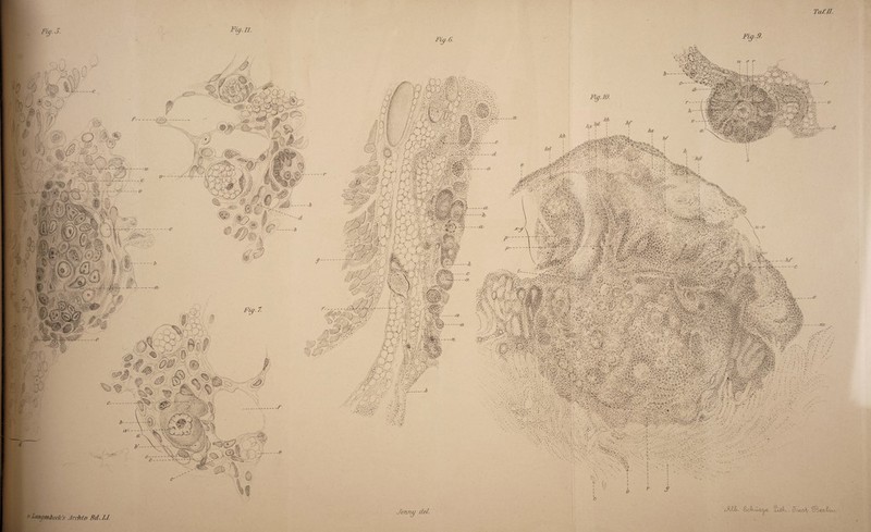 Ta/Jl. Fiy.ll. Fiy. 6. Fig.9. - ' £3 Q V; .‘V- 1 ' # ' I • . ' ► '' *. rvr^a • V--V.V.': S -’-v - - P ■ ,v-V^-n ^':VY.--.\'. ' . £ 4 - I ..: -■ ■ . -'■ / . .’ . W&$ ’ W Mi \ - v . v 4M - ^s--' : ■ . ', ■■■■■■■, '< •*• ti*-/: V ytv. •■-- -■-'-**•*&<• - .- . Jenny del. i'-Lanqenbeck’s Archiv Bd. U