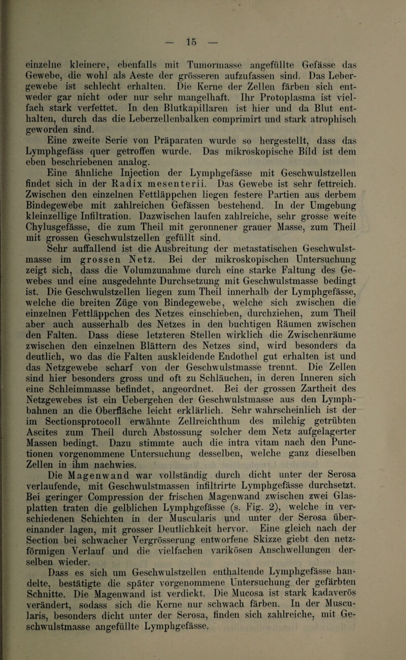 einzelne kleinere, ebenfalls mit Tumormasse angefüllte Gefässe das Gewebe, die wohl als Aeste der grösseren aufzufassen sind. Das Leber¬ gewebe ist schlecht erhalten. Die Kerne der Zellen färben sich ent¬ weder gar nicht oder nur sehr mangelhaft. Ihr Protoplasma ist viel¬ fach stark verfettet. In den Blutkapillaren ist hier und da Blut ent¬ halten, durch das die Leberzellenbalken comprimirt und stark atrophisch geworden sind. Eine zweite Serie von Präparaten wurde so hergestellt, dass das Lymphgefäss quer getroffen wurde. Das mikroskopische Bild ist dem eben beschriebenen analog. Eine ähnliche Injection der Lymphgefässe mit Geschwulstzellen findet sich in der Radix mesenterii. Das Gewebe ist sehr fettreich. Zwischen den einzelnen Fettläppchen liegen festere Partien aus derbem Bindegewebe mit zahlreichen Gefässen bestehend. In der Umgebung kleinzellige Infiltration. Dazwischen laufen zahlreiche, sehr grosse weite Chylusgefässe, die zum Theil mit geronnener grauer Masse, zum Theil mit grossen Geschwulstzellen gefüllt sind. Sehr auffallend ist die Ausbreitung der metastatischen Geschwulst¬ masse im grossen Netz. Bei der mikroskopischen Untersuchung zeigt sich, dass die Volumzunahme durch eine starke Faltung des Ge¬ webes und eine ausgedehnte Durchsetzung mit Geschwulstmasse bedingt ist. Die Geschwulstzellen liegen zum Theil innerhalb der Lymphgefässe, welche die breiten Züge von Bindegewebe, welche sich zwischen die einzelnen Fettläppchen des Netzes einschieben, durchziehen, zum Theil aber auch ausserhalb des Netzes in den buchtigen Räumen zwischen den Falten. Dass diese letzteren Stellen wirklich die Zwischenräume zwischen den einzelnen Blättern des Netzes sind, wird besonders da deutlich, wo das die Falten auskleidende Endothel gut erhalten ist und das Netzgewebe scharf von der Geschwulstmasse trennt. Die Zellen sind hier besonders gross und oft zu Schläuchen, in deren Inneren sich eine Schleimmasse befindet, angeordnet. Bei der grossen Zartheit des Netzgewebes ist ein Uebergehen der Geschwulstmasse aus den Lympli- bahnen an die Oberfläche leicht erklärlich. Sehr wahrscheinlich ist der im Sectionsprotocoll erwähnte Zellreichthum des milchig getrübten Ascites zum Theil durch Abstossung solcher dem Netz aufgelagerter Massen bedingt. Dazu stimmte auch die intra vitam nach den Punc- tionen vorgenommene Untersuchung desselben, welche ganz dieselben Zellen in ihm nachwies. Die Magenwand war vollständig durch dicht unter der Serosa verlaufende, mit Geschwulstmassen infiltrirte Lymphgefässe durchsetzt. Bei geringer Compression der frischen Magenwand zwischen zwei Glas¬ platten traten die gelblichen Lymphgefässe (s. Fig. 2), welche in ver¬ schiedenen Schichten in der Muscularis und unter der Serosa über¬ einander lagen, mit grosser Deutlichkeit hervor. Eine gleich nach der Section bei schwacher Vergrösserung entworfene Skizze giebt den netz¬ förmigen Verlauf und die vielfachen varikösen Anschwellungen der¬ selben wieder. Dass es sich um Geschwulstzellen enthaltende Lymphgefässe han¬ delte, bestätigte die später vorgenommene Untersuchung der gefärbten Schnitte. Die Magenwand ist verdickt. Die Mucosa ist stark kadaverös verändert, sodass sich die Kerne nur schwach färben. In der Muscu¬ laris, besonders dicht unter der Serosa, finden sich zahlreiche, mit Ge¬ schwulstmasse angefüllte Lymphgefässe,