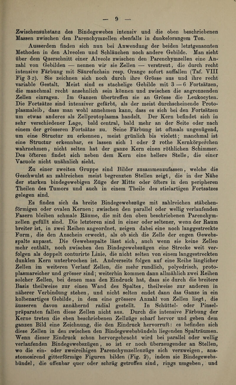 Zwischensubstanz des Bindegewebes intensiv und die oben beschriebenen Massen zwischen den Parenchymzellen ebenfalls in dunkelorangem Ton. Ausserdem finden sich nun bei Anwendung der beiden letztgenannten Methoden in den Alveolen und Schläuchen noch andere Gebilde. Man sieht über dem Querschnitt einer Alveole zwischen den Parenchymzellen eine An¬ zahl von Gebilden — nennen wir sie Zellen — verstreut, die durch recht intensive Färbung mit Säurefuchsin resp. Orange sofort auffallen (Taf. VIII Fig 3 z). Sie zeichnen sich noch durch ihre Grösse aus und ihre recht variable Gestalt. Meist sind es stachelige Gebilde mit 3—6 Fortsätzen, die manchmal recht ansehnlich sein können und zwischen die angrenzenden Zellen einragen. Im Ganzen übertreffen sie an Grösse die Leukocyten. Die Fortsätze sind intensiver gefärbt, als der meist durchscheinende Proto¬ plasmaleib, dass man wohl annehmen kann, dass es sich bei den Fortsätzen um etwas anderes als Zellprotoplasma handelt. Der Kern befindet sich in sehr verschiedener Lage, bald central, bald mehr an der Seite oder nach einem der grösseren Fortsätze zu. Seine Färbung ist oftmals ungenügend, um eine Structur zu erkennen, meist grünlich bis violett; manchmal ist eine Structur erkennbar, es lassen sich 1 oder 2 rothe Kernkörperchen wahrnehmen, nicht selten hat der ganze Kern einen röthlichen Schimmer. Des öfteren findet sich neben dem Kern eine hellere Stelle, die einer Vacuole nicht unähnlich sieht. Zu einer zweiten Gruppe sind Bilder zusammenzufassen, welche die Geschwulst an zahlreichen meist begrenzten Stellen zeigt, die in der Nähe der starken bindegewebigen Züge der Mitte oder öfters in den peripheren Theilen des Tumors und auch in einem Theile des stielartigen Fortsatzes gelegen sind. Es finden sich da breite Bindegewebszüge mit zahlreichen stäbchen¬ förmigen oder ovalen Kernen; zwischen den parallel oder wellig verlaufenden Fasern bleiben schmale Bäume, die mit den oben beschriebenen Parenchym¬ zellen gefüllt sind. Die letzteren sind in einer oder seltener, wenn der Raum breiter ist, in zwei Reihen angeordnet, zeigen dabei eine noch langgestreckte Form, die den Anschein erweckt, als ob sich die Zelle der engen Gewebs- spalte anpasst. Die Gewebsspalte lässt sich, auch wenn sie keine Zellen mehr enthält, noch zwischen den Bindegewebszügen eine Strecke weit ver¬ folgen als doppelt conturirte Linie, die nicht selten von einem langgestreckten dunklen Kern unterbrochen ist. Andrerseits folgen auf eine Reihe länglicher Zellen im weiteren Verlauf Zellen, die mehr rundlich, polyedrisch, proto¬ plasmareicher und grösser sind; weiterhin kommen dann allmählich zwei Reihen solcher Zellen, bei denen man den Eindruck hat, dass sie durch die breitere Basis theilweise zur einen Wand des Spaltes, theilweise zur anderen in näherer Verbindung stehen, und nicht selten endet dann das Ganze in ein kolbenartiges Gebilde, in dem eine grössere Anzahl von Zellen liegt, die äusseren davon annähernd radial gestellt. In Schüttei- oder Pinsel¬ präparaten fallen diese Zellen nicht aus. Durch die intensive Färbung der Kerne treten die eben beschriebenen Zellzüge scharf hervor und geben dem ganzen Bild eine Zeichnung, die den Eindruck hervorruft: es befinden sich diese Zellen in den zwischen den Bindegewebsbündeln liegenden Spalträumen. Wenn dieser Eindruck schon hervorgebracht wird bei parallel oder wellig verlaufenden Bindegewebszügen, so ist er noch überzeugender an Stellen, wo die ein- oder zweireihigen Parenchymzellenzüge sich verzweigen, ana- stomosirend gitterförmige Figuren bilden (Fig. 2), indem sie Bindegewebs- bündel, die offenbar quer oder schräg getroffen sind, rings umgeben, und
