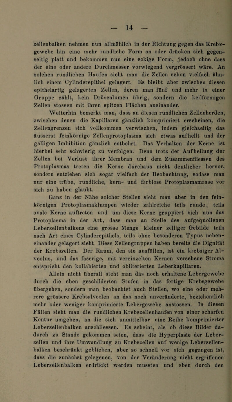 zellenbalken nehmen nun allmählich in der Richtung gegen das Krebs- gewebe hin eine mehr rundliche Form an oder drücken sich gegen¬ seitig platt und bekommen nun eine eckige Form, jedoch ohne dass der eine oder andere Durchmesser vorwiegend vergrössert wäre. An solchen rundlichen Haufen sieht man die Zellen schon vielfach ähn¬ lich einem Cylinderepithel gelagert. Es bleibt aber zwischen diesen epithelartig gelagerten Zellen, deren man fünf und mehr in einer Gruppe zählt, kein Drüsenlumen übrig, sondern die keilförmigen Zellen stossen mit ihren spitzen Flächen aneinander. Weiterhin bemerkt man, dass an diesen rundlichen Zellenherden, zwischen denen die Kapillaren gänzlich komprimiert erscheinen, die Zellengrenzen sich vollkommen verwischen, indem gleichzeitig das äusserst feinkörnige Zellenprotoplasma sich etwas aufhellt und der galligen Imbibition gänzlich entbehrt. Das Verhalten der Kerne ist hierbei sehr schwierig zu verfolgen. Denn trotz der Aufhellung der Zellen bei Verlust ihrer Membran und dem Zusammenfliessen des Protoplasmas treten die Kerne durchaus nicht deutlicher hervor, sondern entziehen sich sogar vielfach der Beobachtung, sodass man nur eine trübe, rundliche, kern- und farblose Protoplasmamasse vor sich zu haben glaubt. Ganz in der Nähe solcher Stellen sieht man aber in den fein¬ körnigen Protoplasmaklumpen wieder zahlreiche teils runde, teils ovale Kerne auftreten und um diese Kerne gruppiert sich nun das Protoplasma in der Art, dass man an Stelle des aufgequollenen Leberzellenbalkens eine grosse Menge kleiner zelliger Gebilde teils nach Art eines Cylinderepithels, teils ohne besonderen Typus neben¬ einander gelagert sieht. Diese Zellengruppen haben bereits die Dignität der Krebszellen. Der Raum, den sie ausfüllen, ist ein krebsiger Al- veolus, und das faserige, mit vereinzelten Kernen versehene Stroma entspricht den kollabierten und obliterierten Leberkapillaren. Allein nicht überall sieht man das noch erhaltene Lebergewebe durch die eben geschilderten Stufen in das fertige Krebsgewebe übergehen, sondern man beobachtet auch Stellen, wo eine oder meh¬ rere grössere Krebsalveolen an das noch unveränderte, beziehentlich mehr oder weniger komprimierte Lebergewebe anstossen. In diesen Fällen sieht man die rundlichen Krebszellenhaufen von einer scharfen Kontur umgeben, an die sich unmittelbar eine Reihe komprimierter Leberzellenbalken anschliessen. Es scheint, als ob diese Bilder da¬ durch zu Stande gekommen seien, dass die Hyperplasie der Leber¬ zellen und ihre Umwandlung zu Krebszellen auf wenige Leberzellen¬ balken beschränkt geblieben, aber so schnell vor sich gegangen ist, dass die zunächst gelegenen, von der Veränderung nicht ergriffenen Leberzellenbalken erdrückt werden mussten und eben durch den